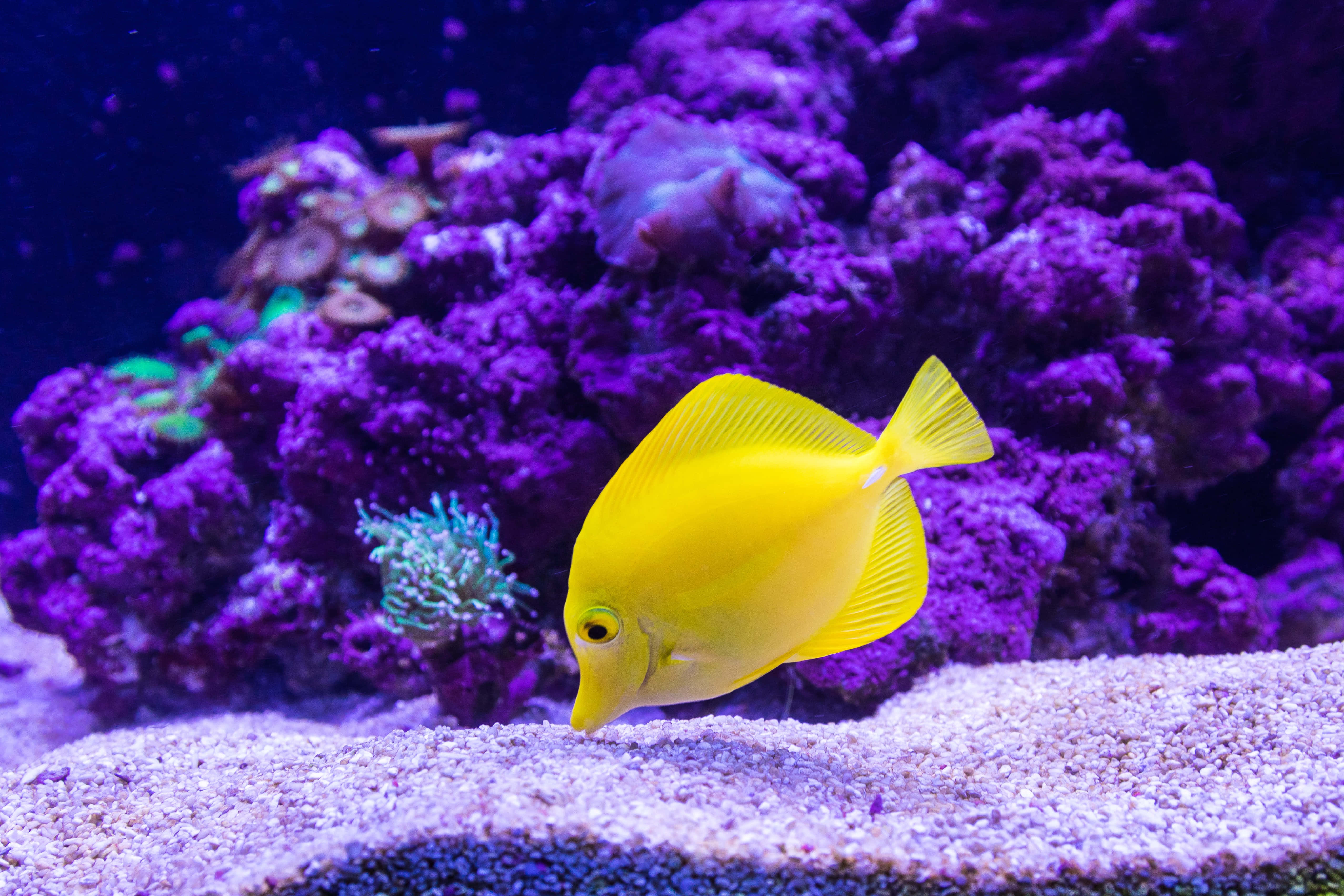 魚類背景 壁紙