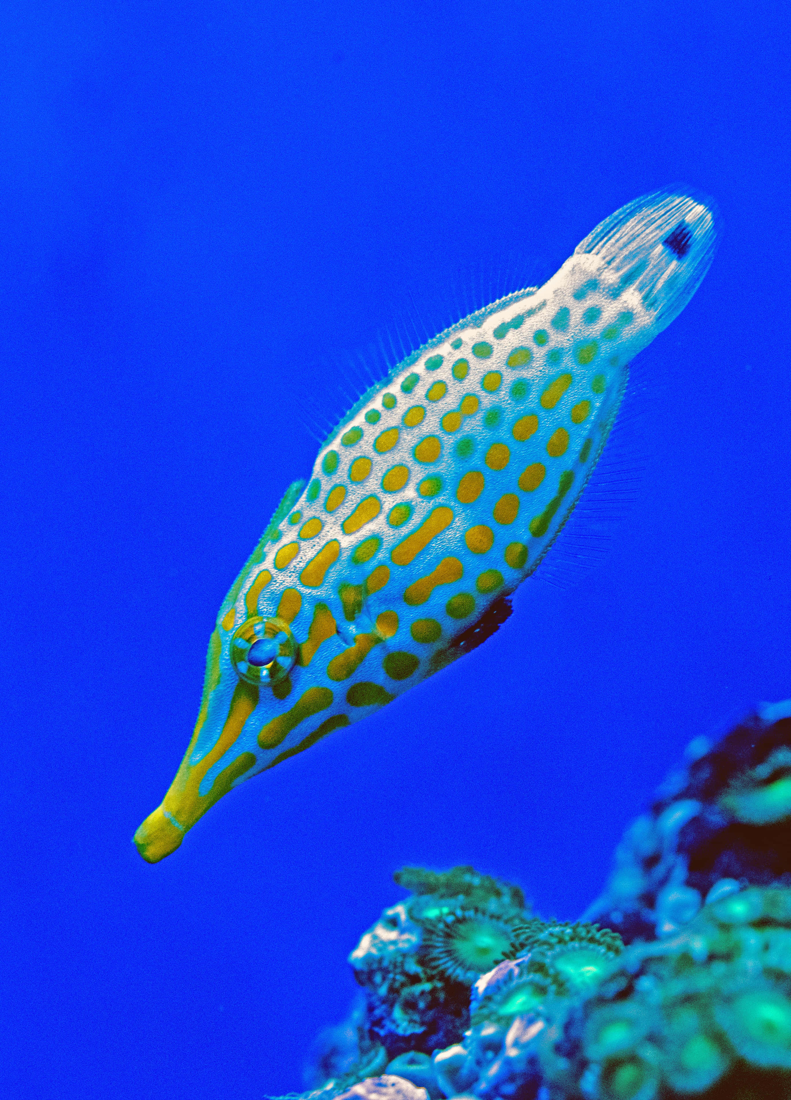 魚類背景 壁紙