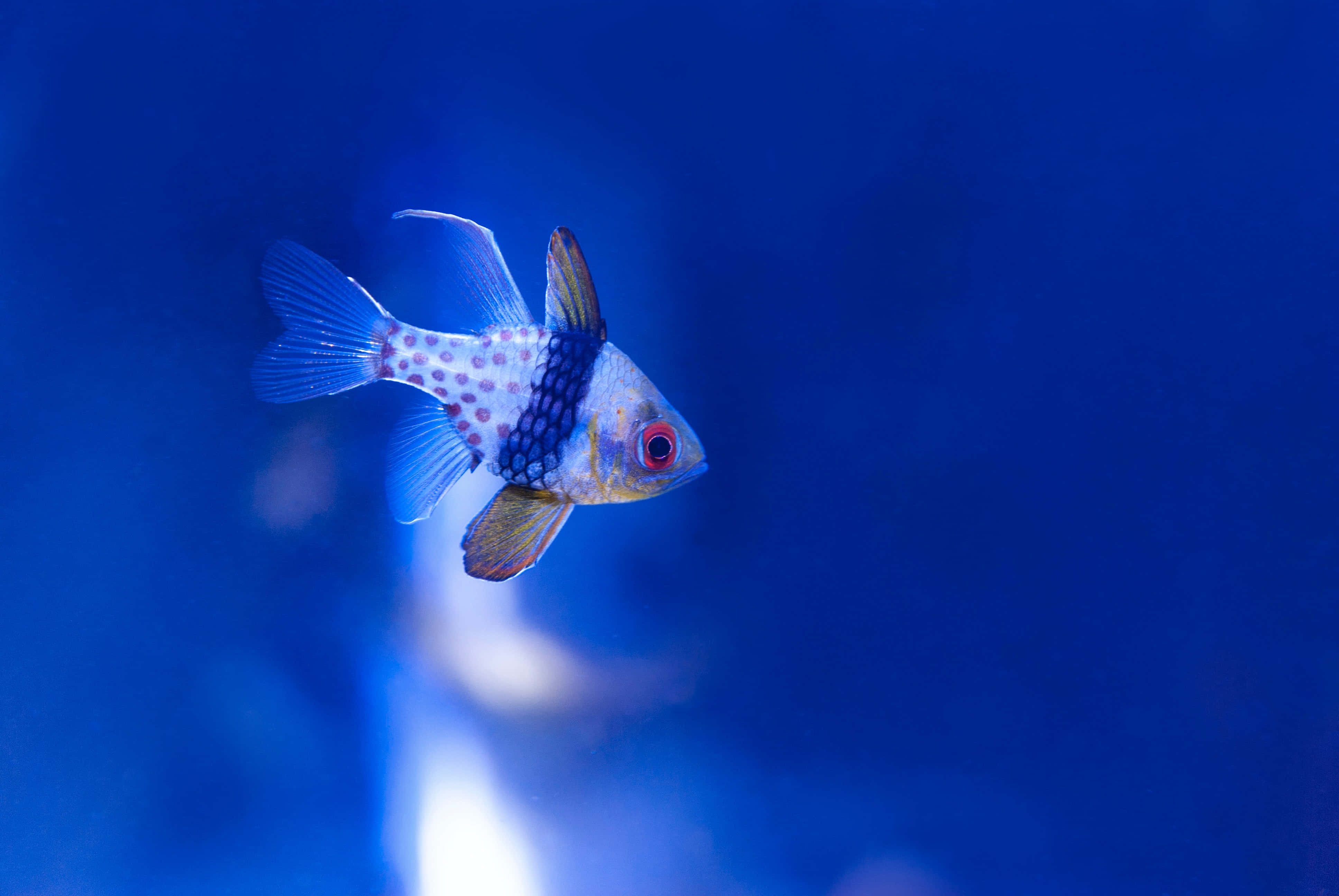 魚類背景 壁紙