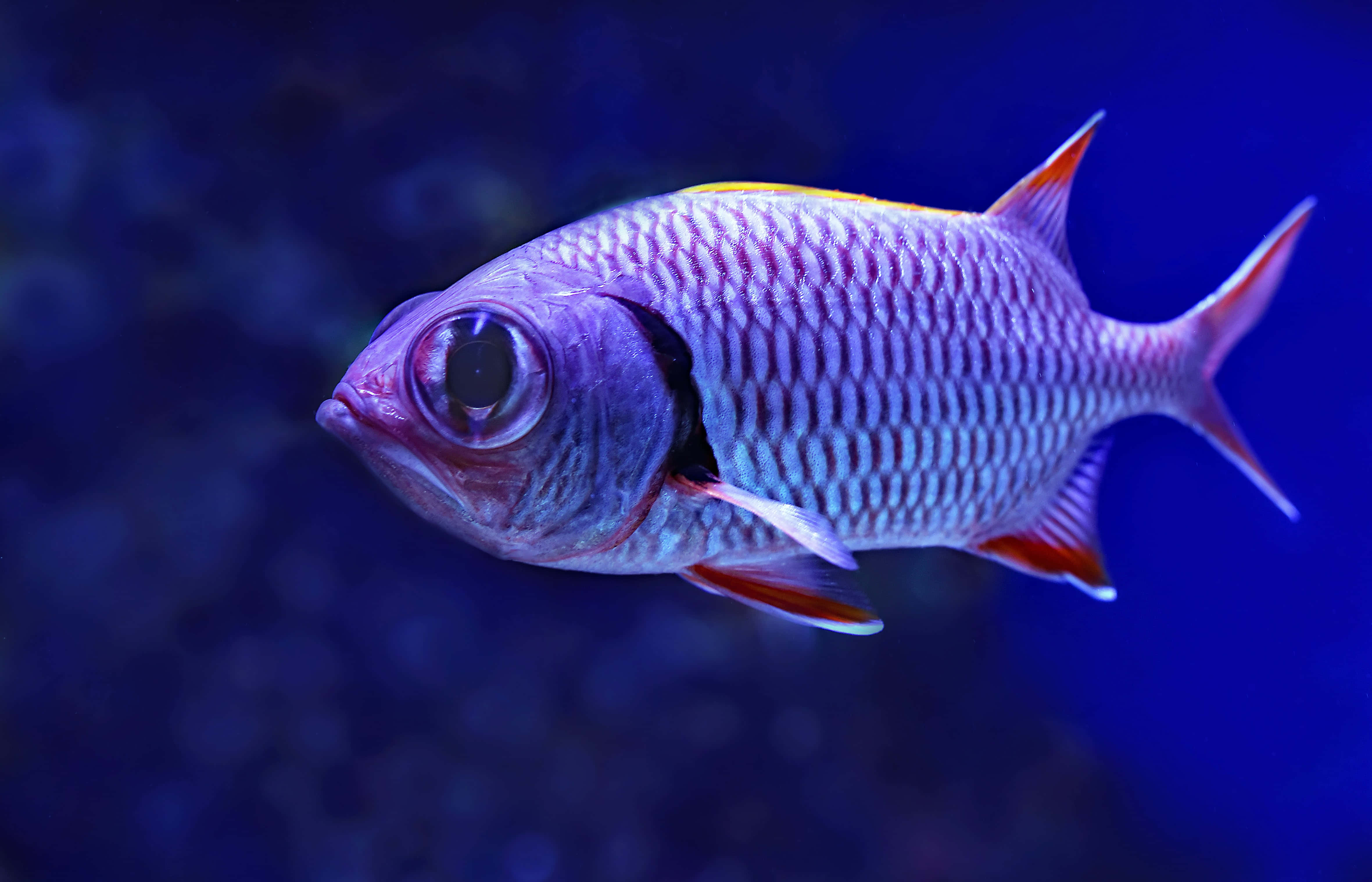 魚類背景 壁紙