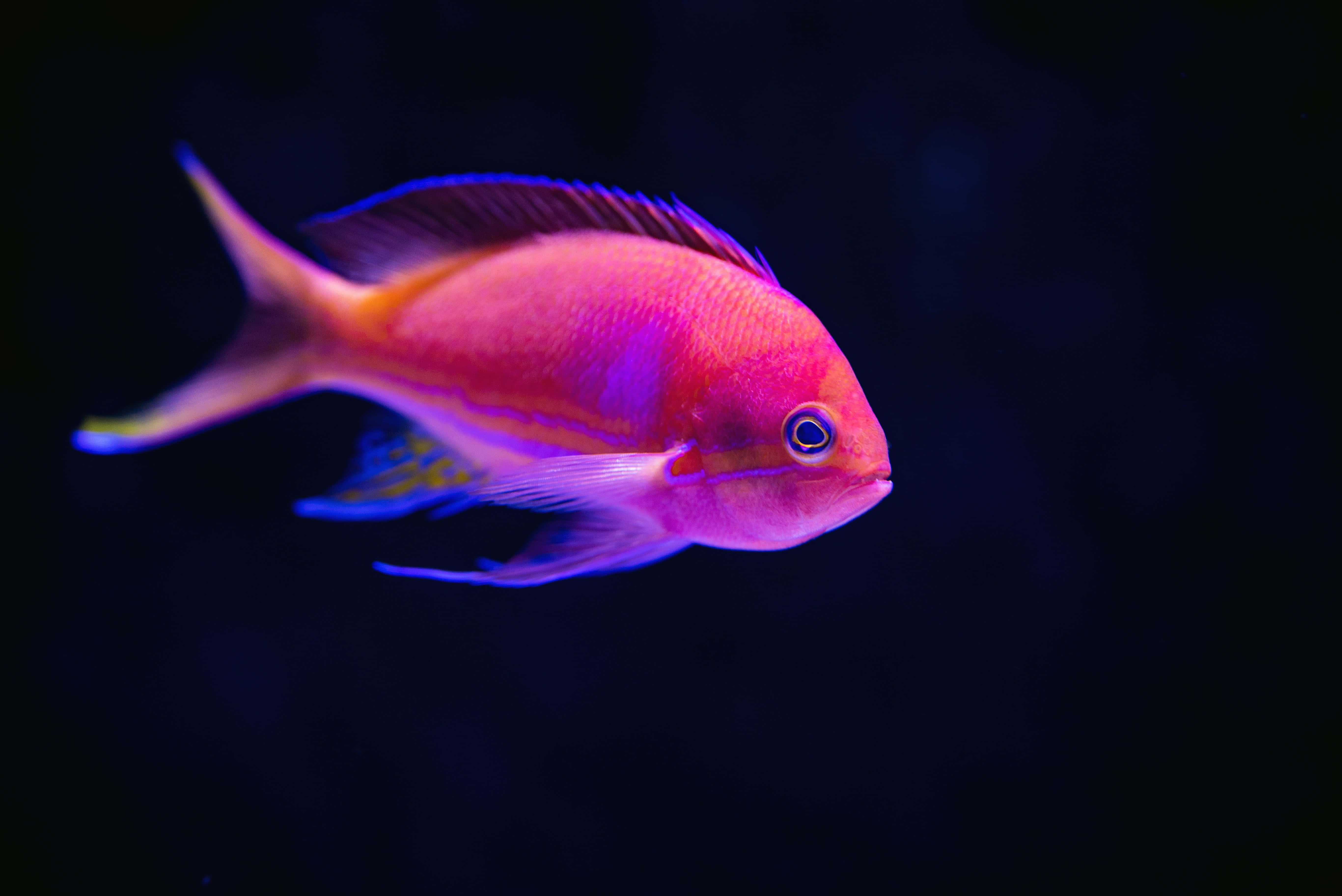 魚類背景圖 壁紙