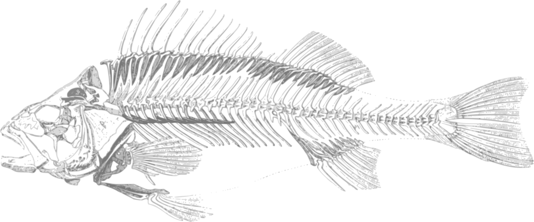 魚骨插圖 壁紙