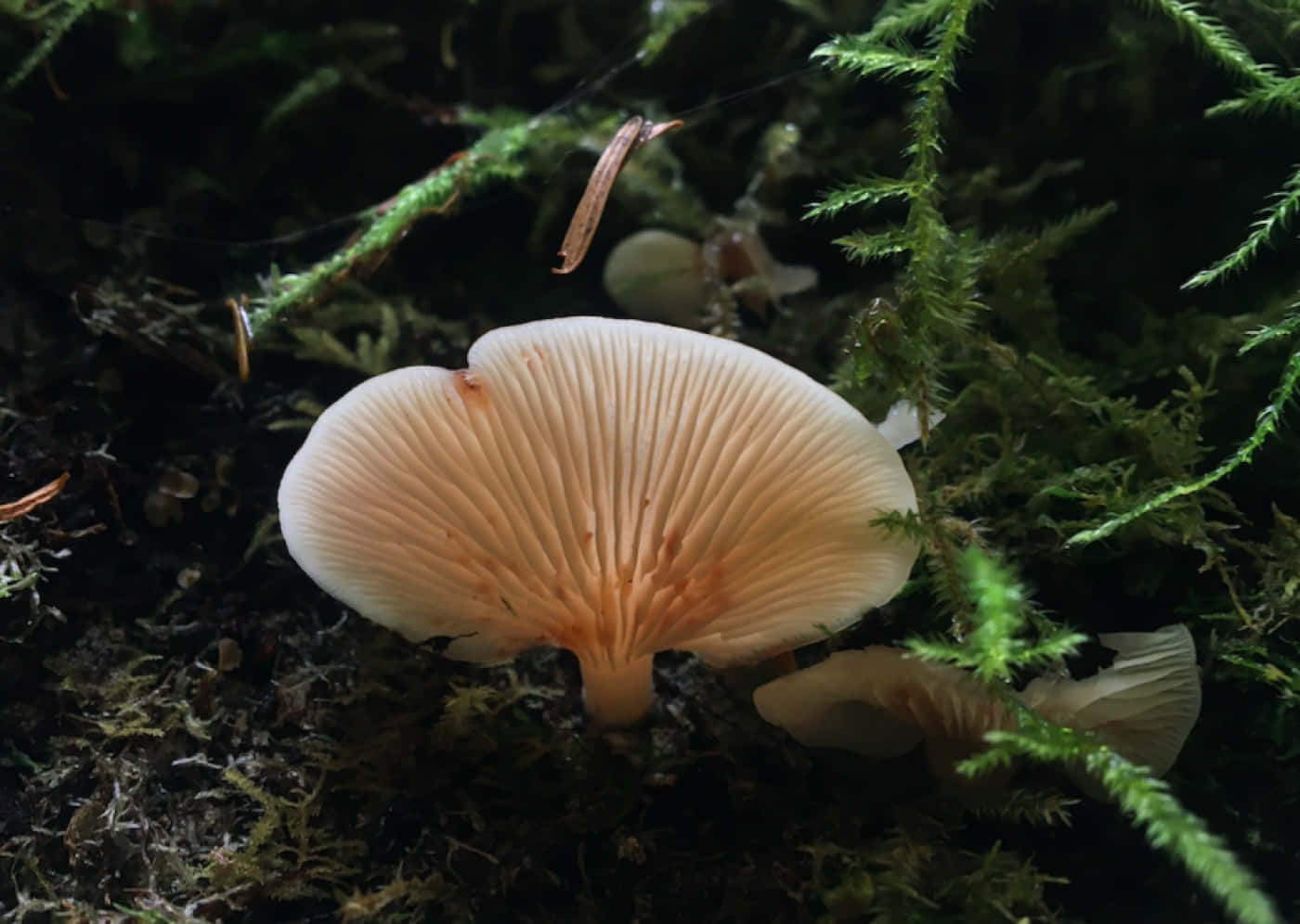 魚鰭珊瑚樹菌圖 壁紙 — 一朵精緻的淡色蘑菇，帶有菌褶，在森林地面的特寫中，在深色苔蘚和蕨類植物之間柔和地發光。