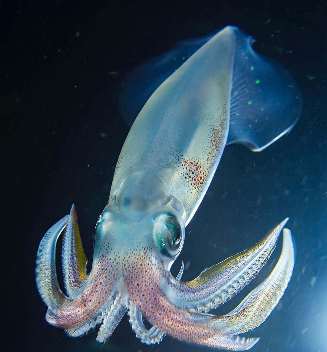 一隻帶有發光斑點的半透明魷魚在黑暗的海水中游泳。