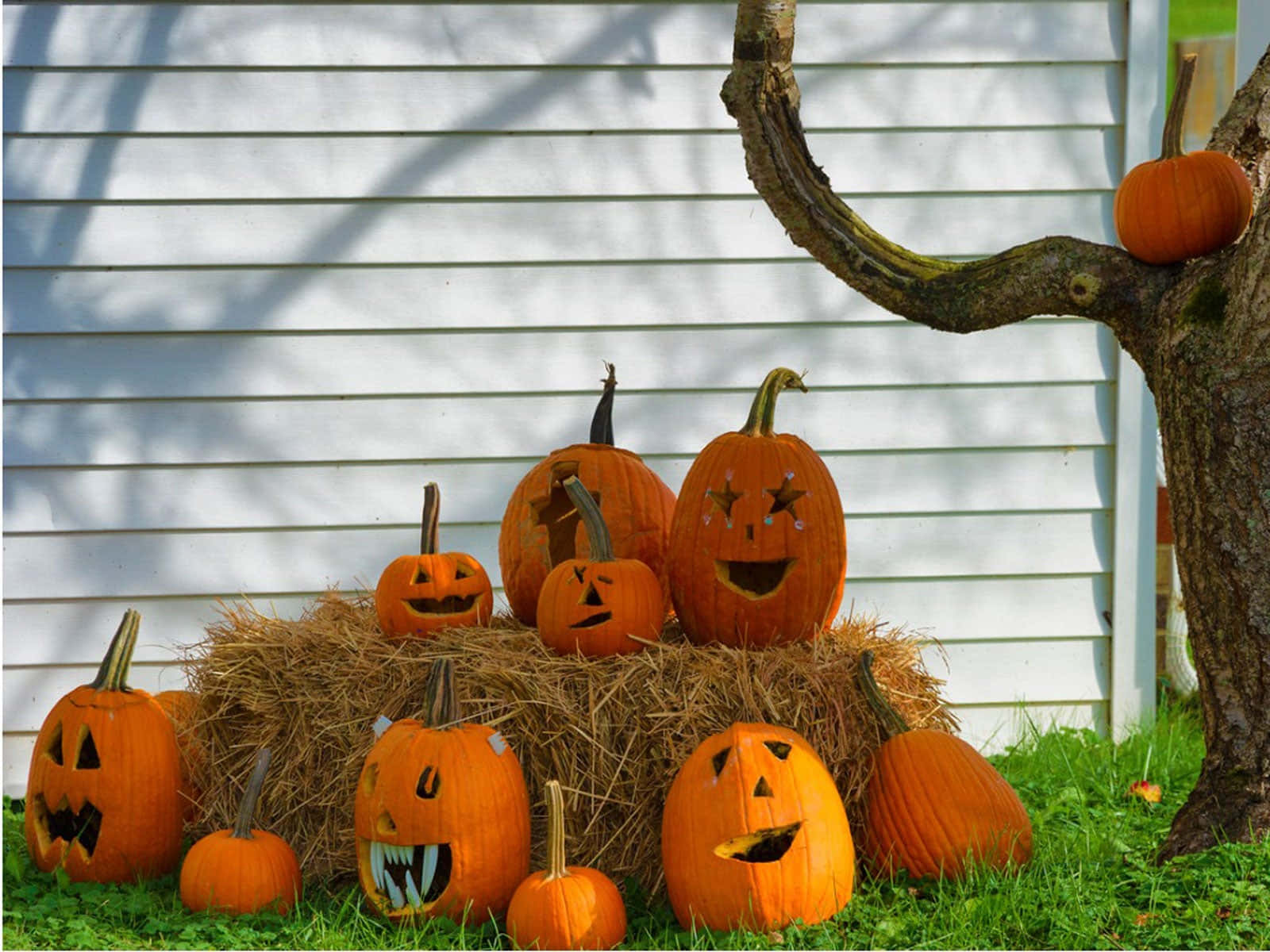 Halloween Yard Decorations 桌布 壁紙 — 鮮橙色嘅南瓜燈籠，雕刻咗恐怖嘅面孔，坐落喺乾草捆上面同周圍，旁邊係一棵多節嘅樹幹，背景係白色牆壁。