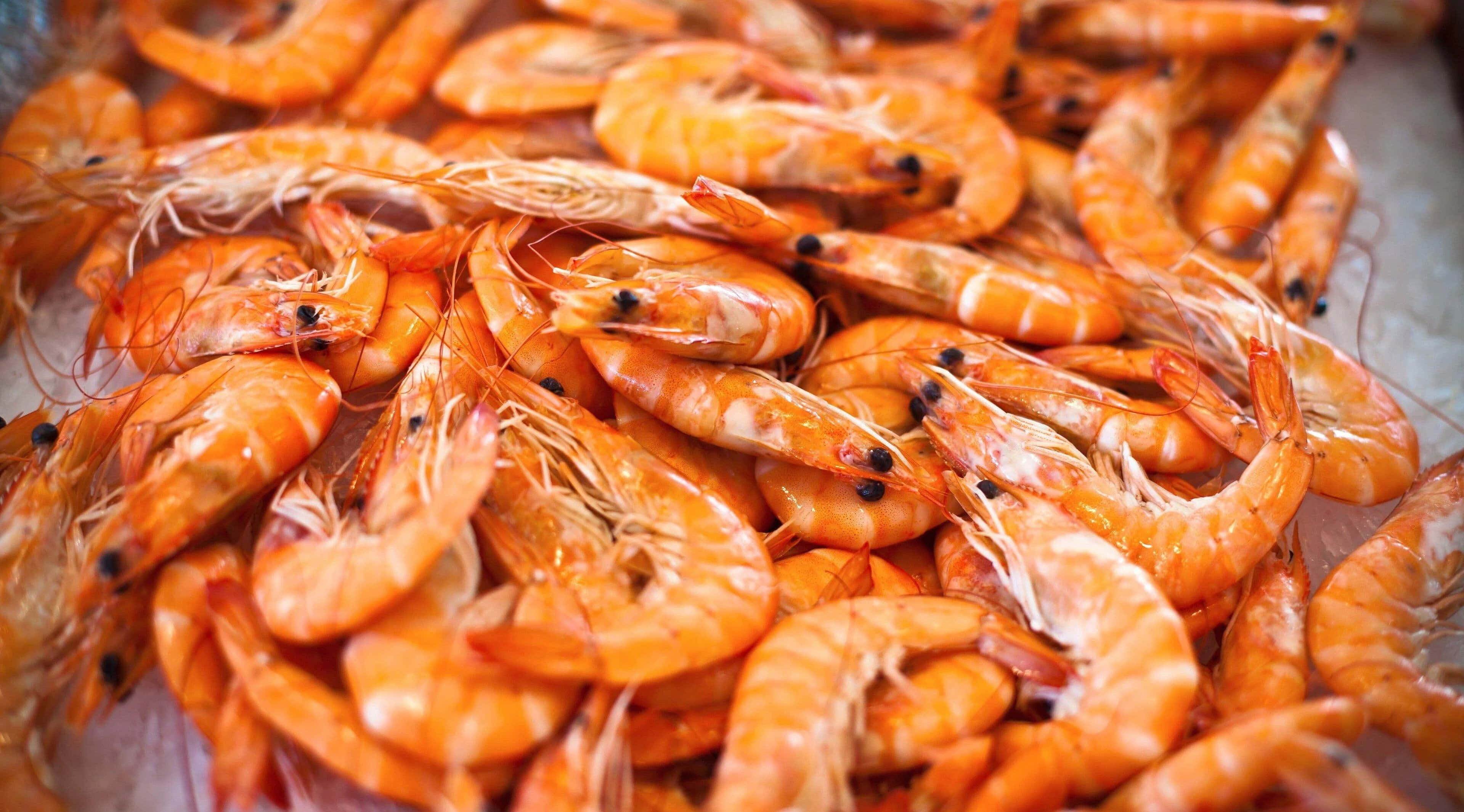Seafood 桌布 壁紙 — 鮮橙色熟蝦堆疊在冰上的特寫，蝦殼閃亮，眼睛黑色。