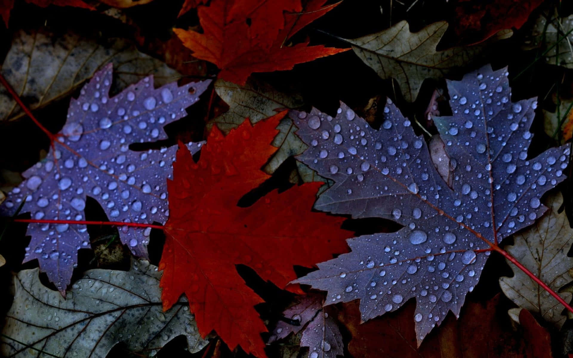 Fall Dew 桌布 壁紙 — 鮮紅和紫色的楓葉在黑暗的森林地面上閃爍著露珠。