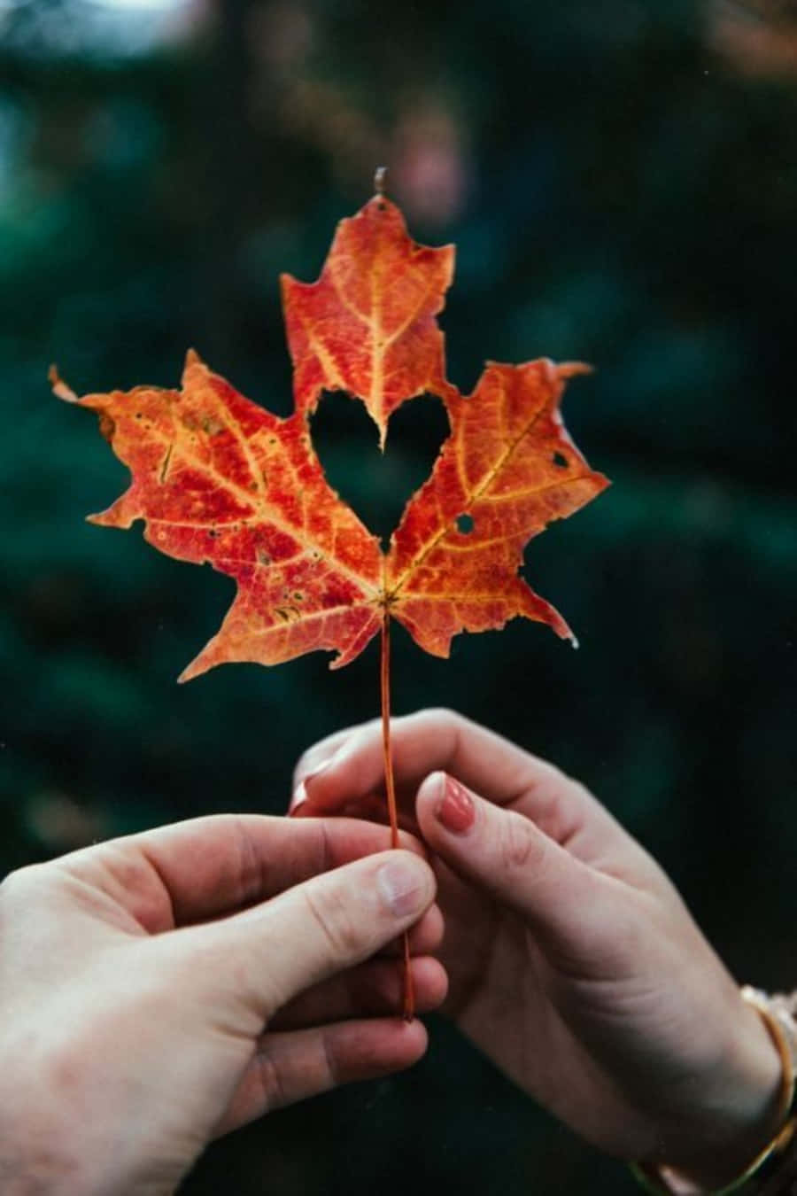 鮮紅楓葉的近距離特寫 壁紙 — 兩隻手輕輕捧著一片鮮紅的楓葉，葉上有一個自然形成的心形孔洞，背景是模糊的綠色。