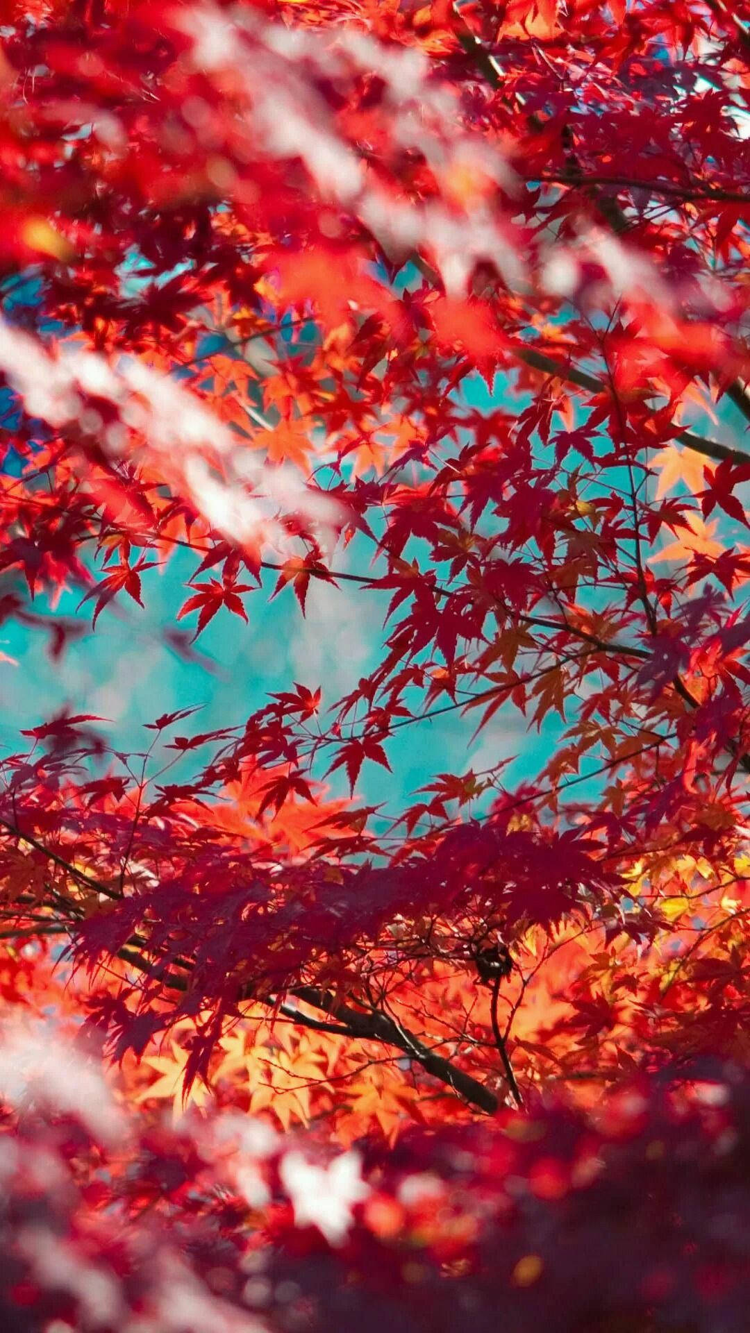 鮮紅樹木秋日 iPhone 壁紙 — 鮮豔的紅色楓葉框住明亮的藍綠色天空，構成令人驚嘆的秋季特寫。