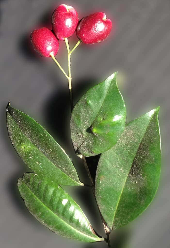 深灰色背景上的一簇紅色漿果和綠葉。