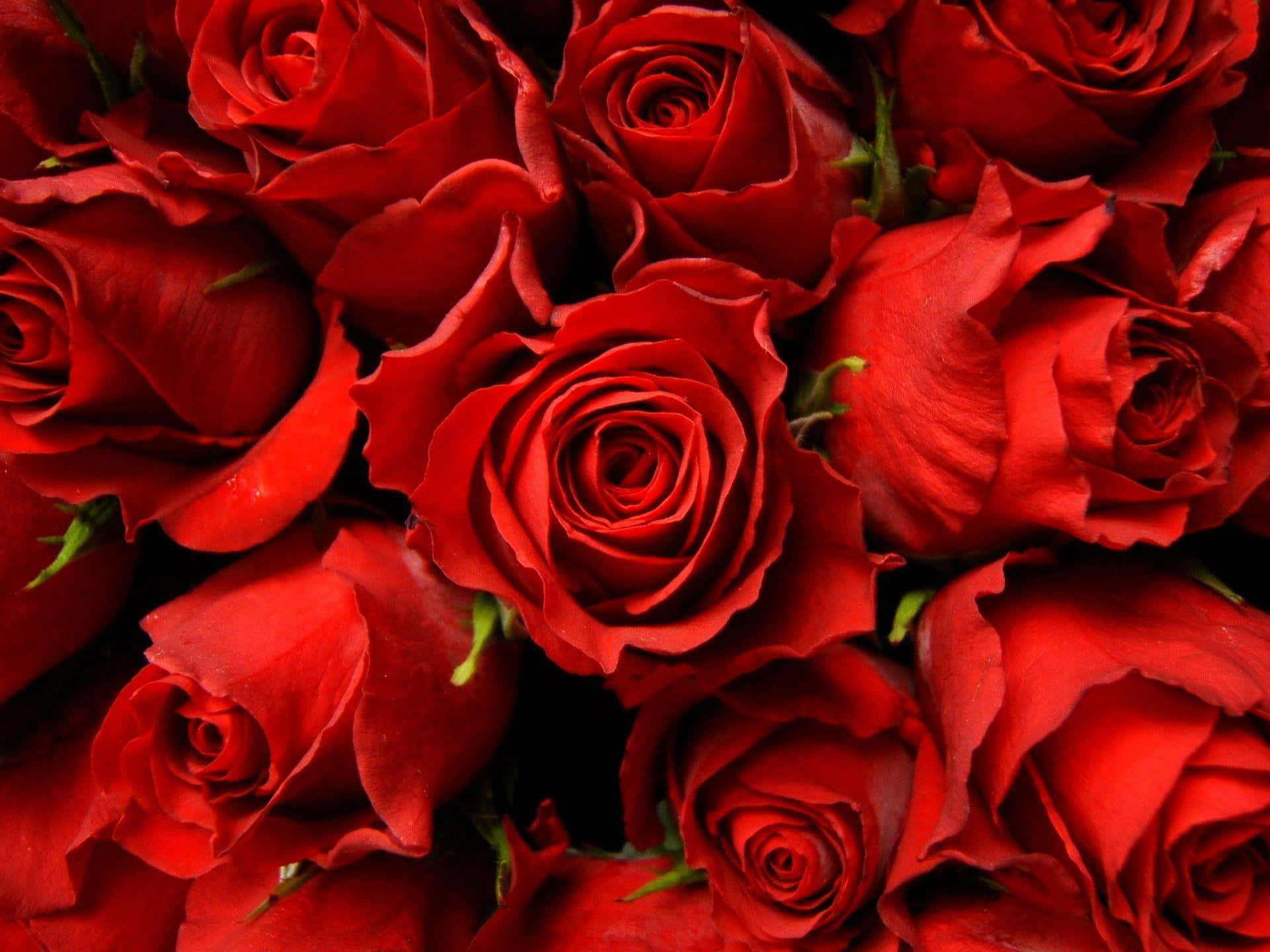 Rose Art 桌布 壁紙 — 鮮紅玫瑰的茂密特寫，天鵝絨般的花瓣和深色陰影營造出戲劇性的對比。