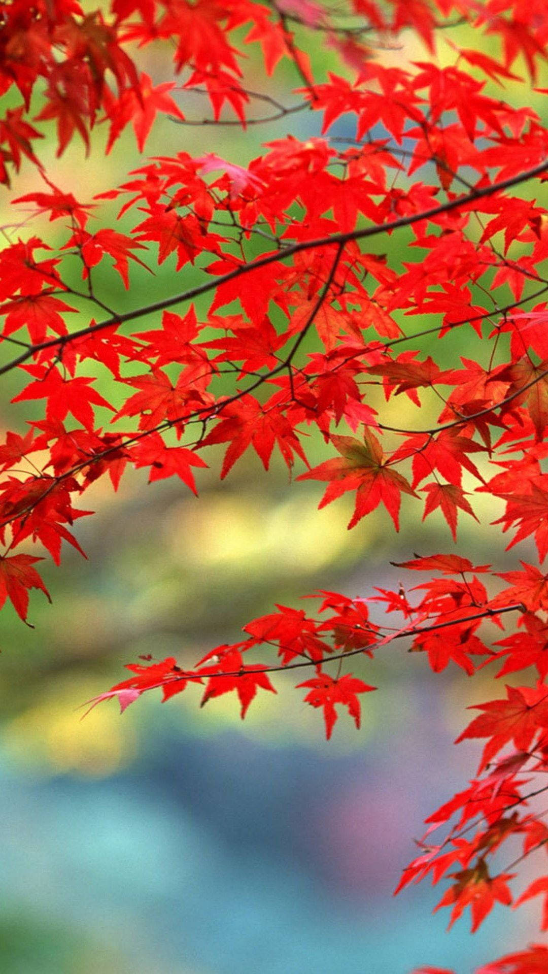 Multicolor 桌布 壁紙 — 鮮紅的楓葉在柔和的綠色和藍色模糊背景下，以清晰的焦點層層疊疊。