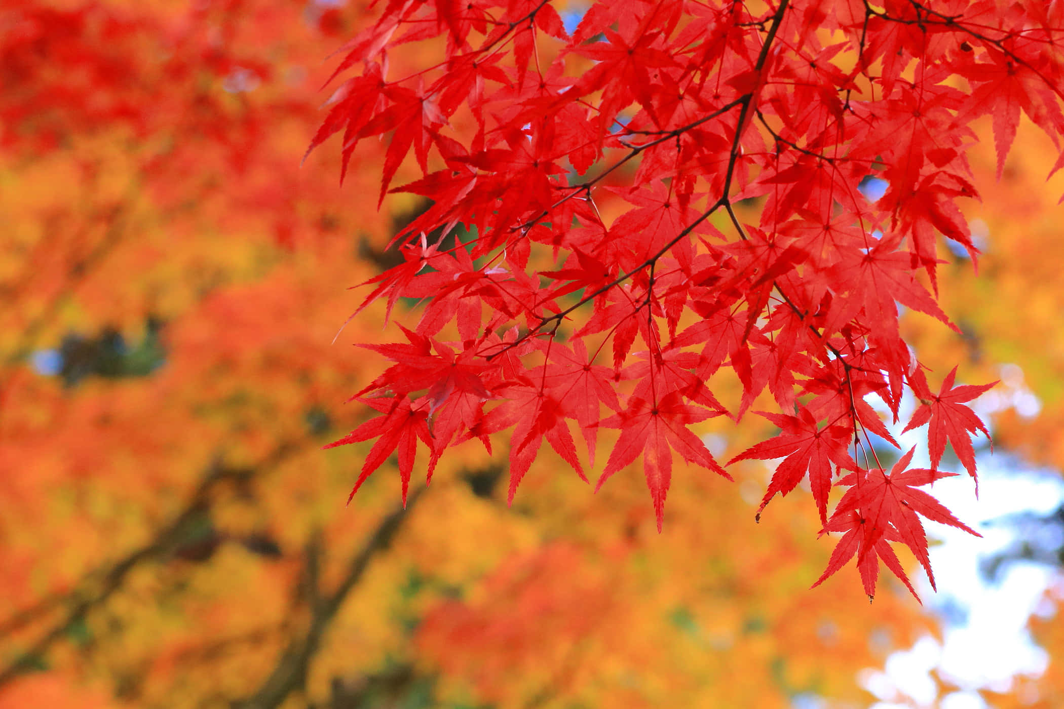 Fall Colors 桌布 壁紙 — 鮮紅的楓葉在橙色和黃色秋葉的柔和模糊背景下清晰對焦懸掛。
