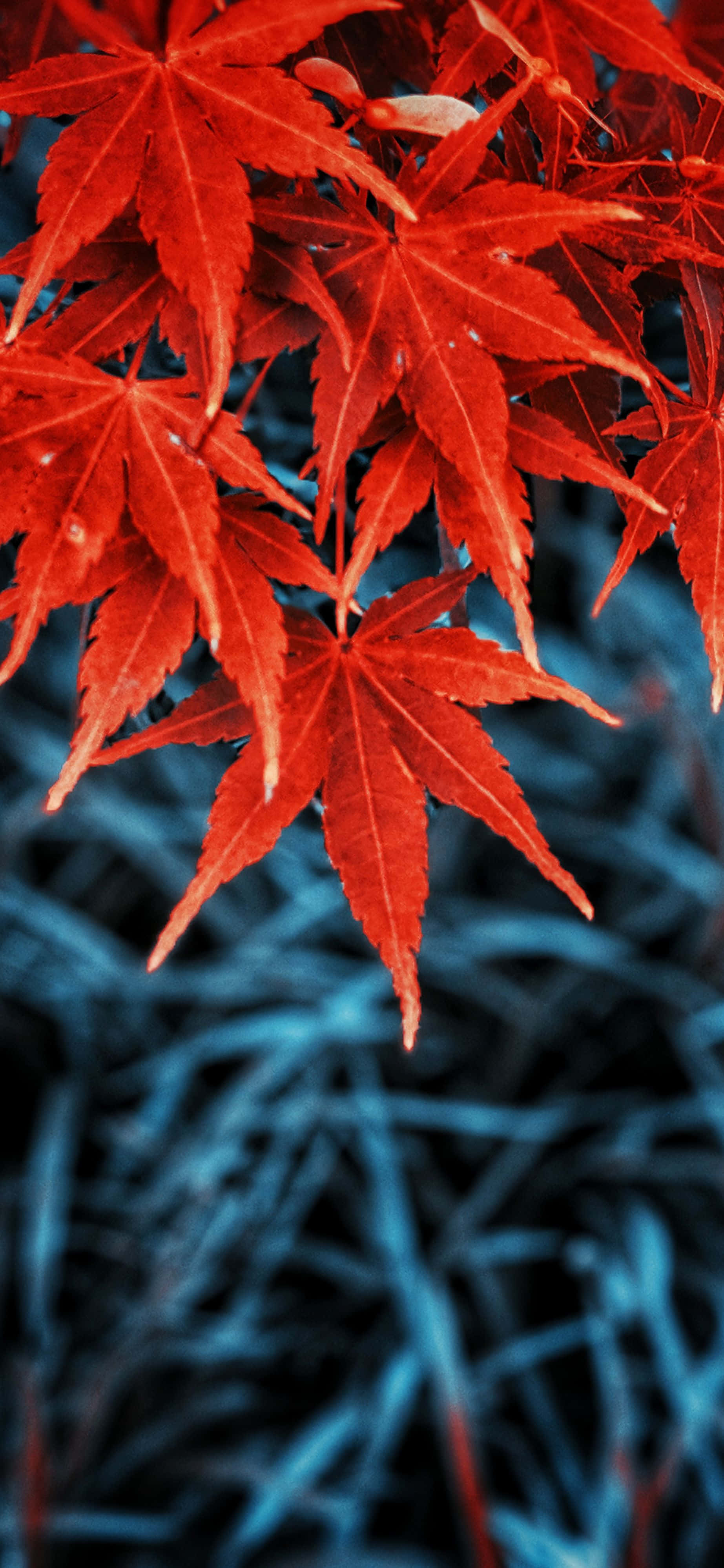 秋天 桌布 壁紙 — 鮮紅的楓葉帶着露珠，懸掛在模糊的藍色草地背景上。