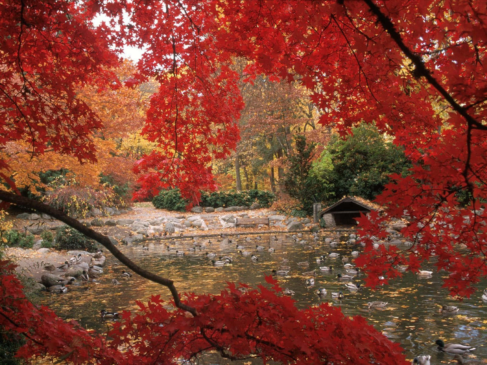Fall Lake 桌布 壁紙 — 鮮紅的楓葉框住一個寧靜的池塘，池塘裡有鴨子和秋天的落葉，在柔和的光線下。