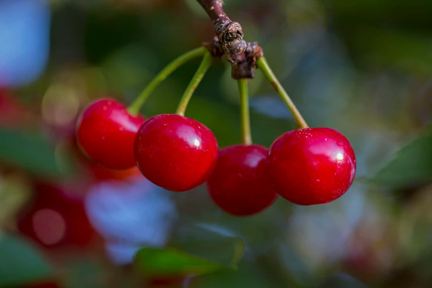 Red Cherries 桌布 壁紙 — 鮮紅的櫻桃在細枝上閃爍著露珠，背景是柔和模糊的綠色。