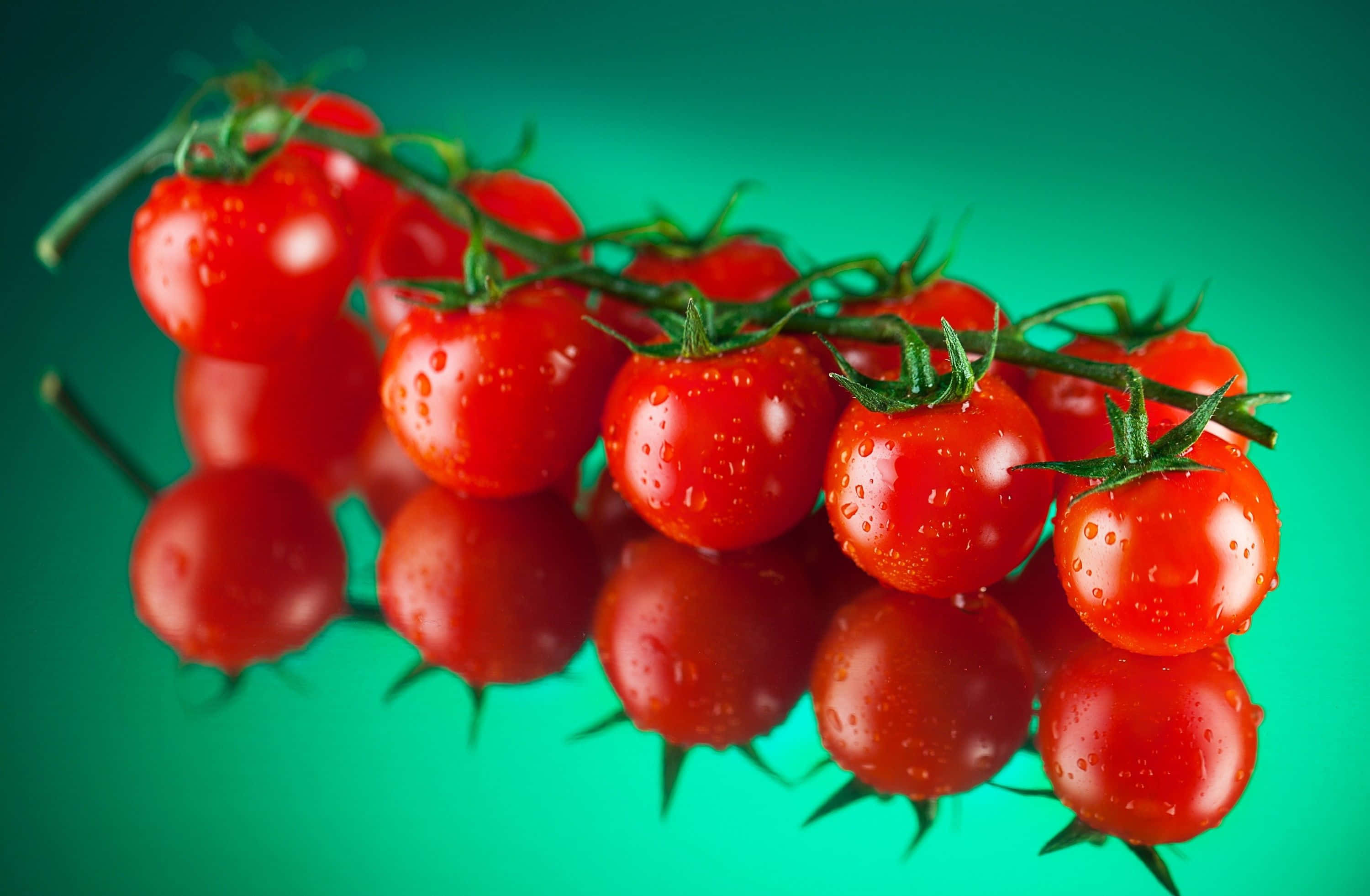 tomato 桌布 壁紙 — 鮮紅的櫻桃番茄在鮮綠色背景上閃爍著水滴，並帶有鏡面反射。