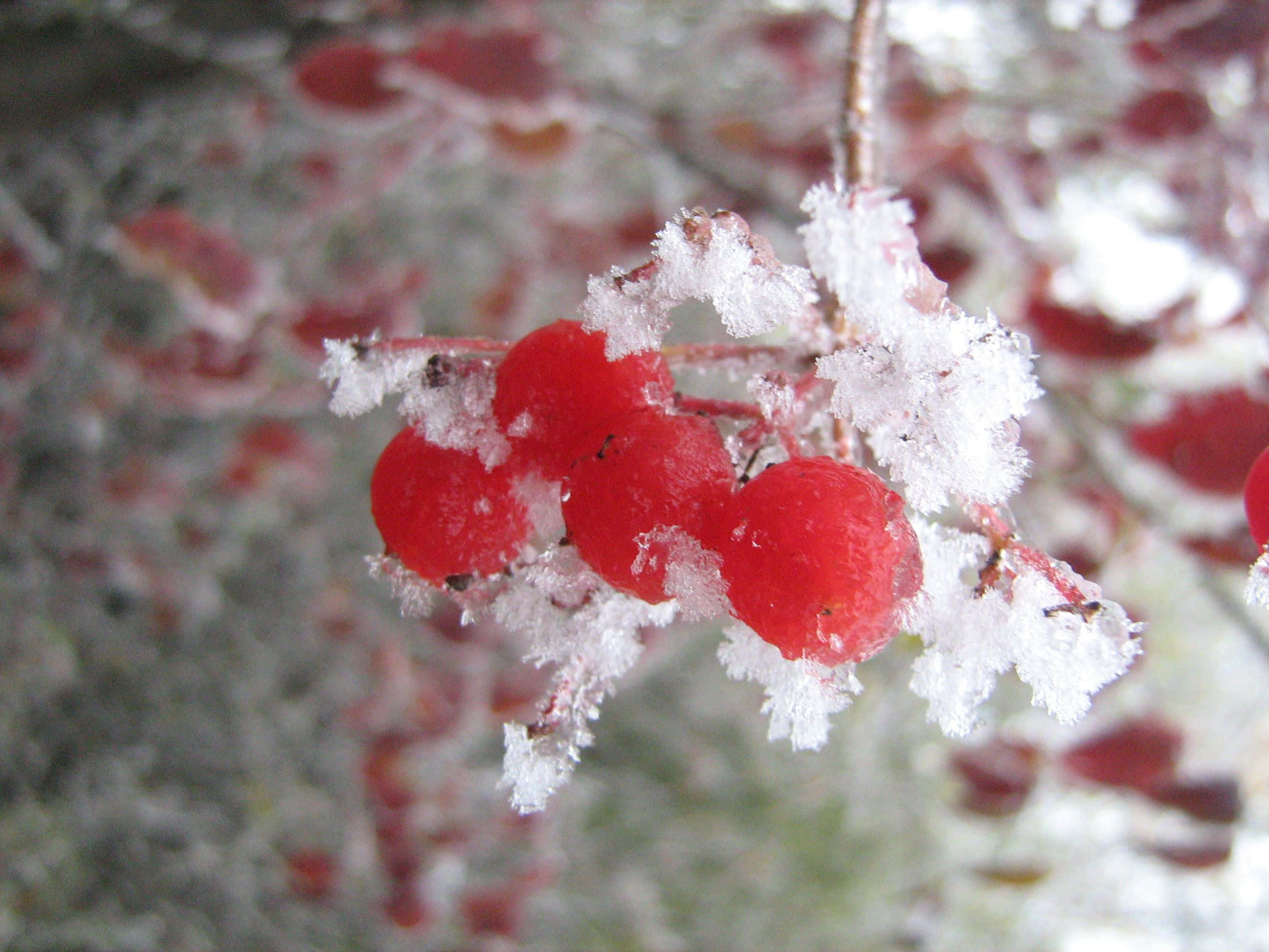 Winter Berries 桌布 壁紙 — 鮮紅的漿果在冬日樹枝上閃爍著霜，映襯著柔和模糊的雪景背景。