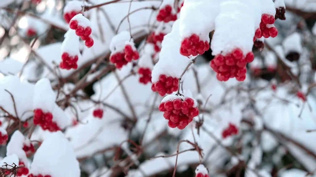 Winter Fruits 桌布 壁紙 — 鮮紅的漿果從緊貼在冬日光禿樹枝上的厚雪中探出頭來。