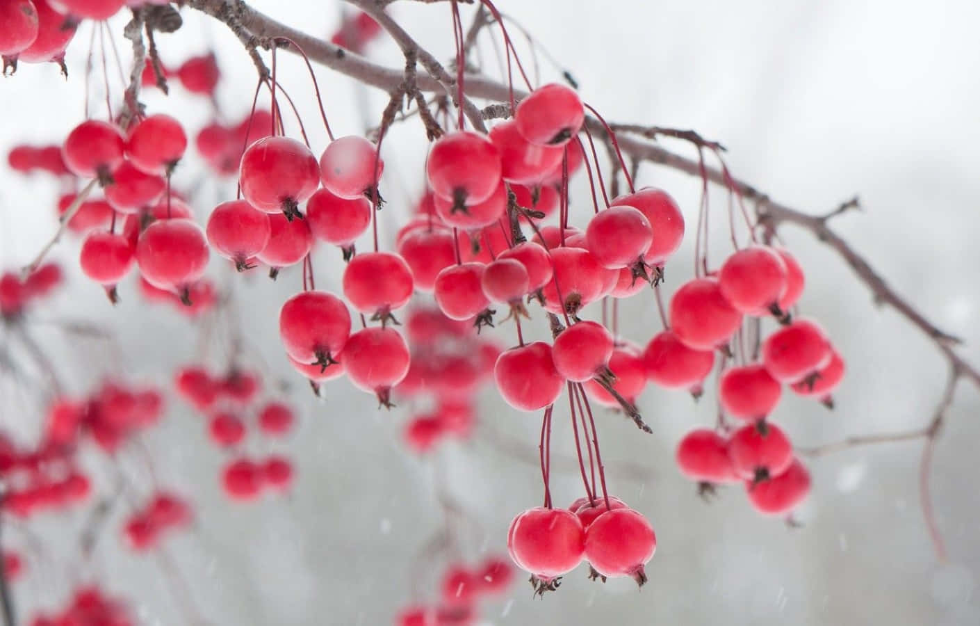 Winter Berries 桌布 壁紙 — 鮮紅的漿果成簇地掛在光禿禿的樹枝上，映襯著柔軟的雪景背景。