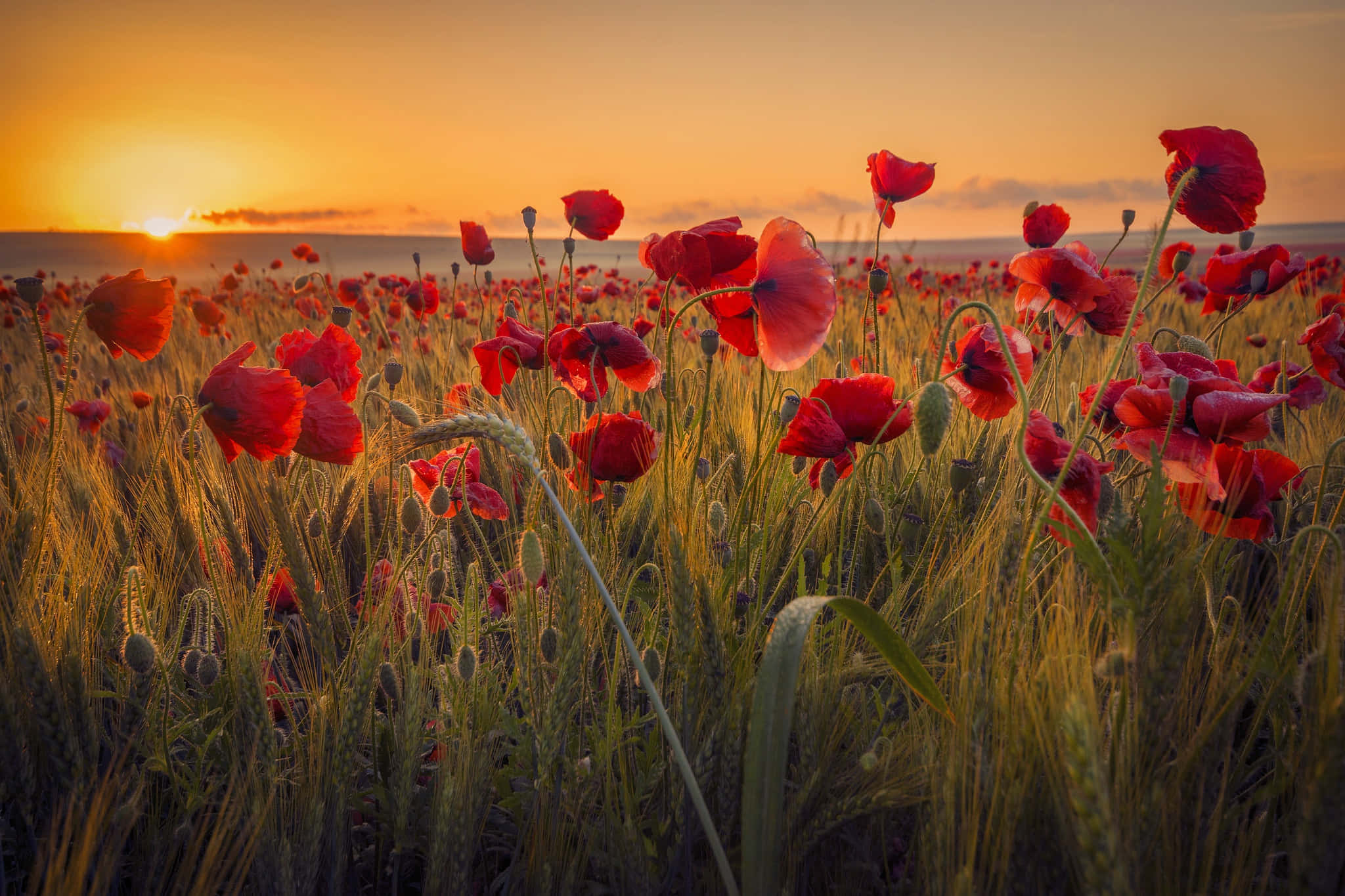 Poppy Field 桌布 壁紙 — 鮮紅的罌粟花在溫暖的夕陽下，於金色麥田裡搖曳。