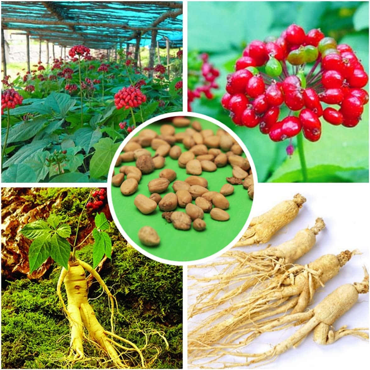 在棚架下生長的帶有紅色漿果的人參植物、從苔蘚中長出的綠色根莖以及白色表面上的乾人參根。