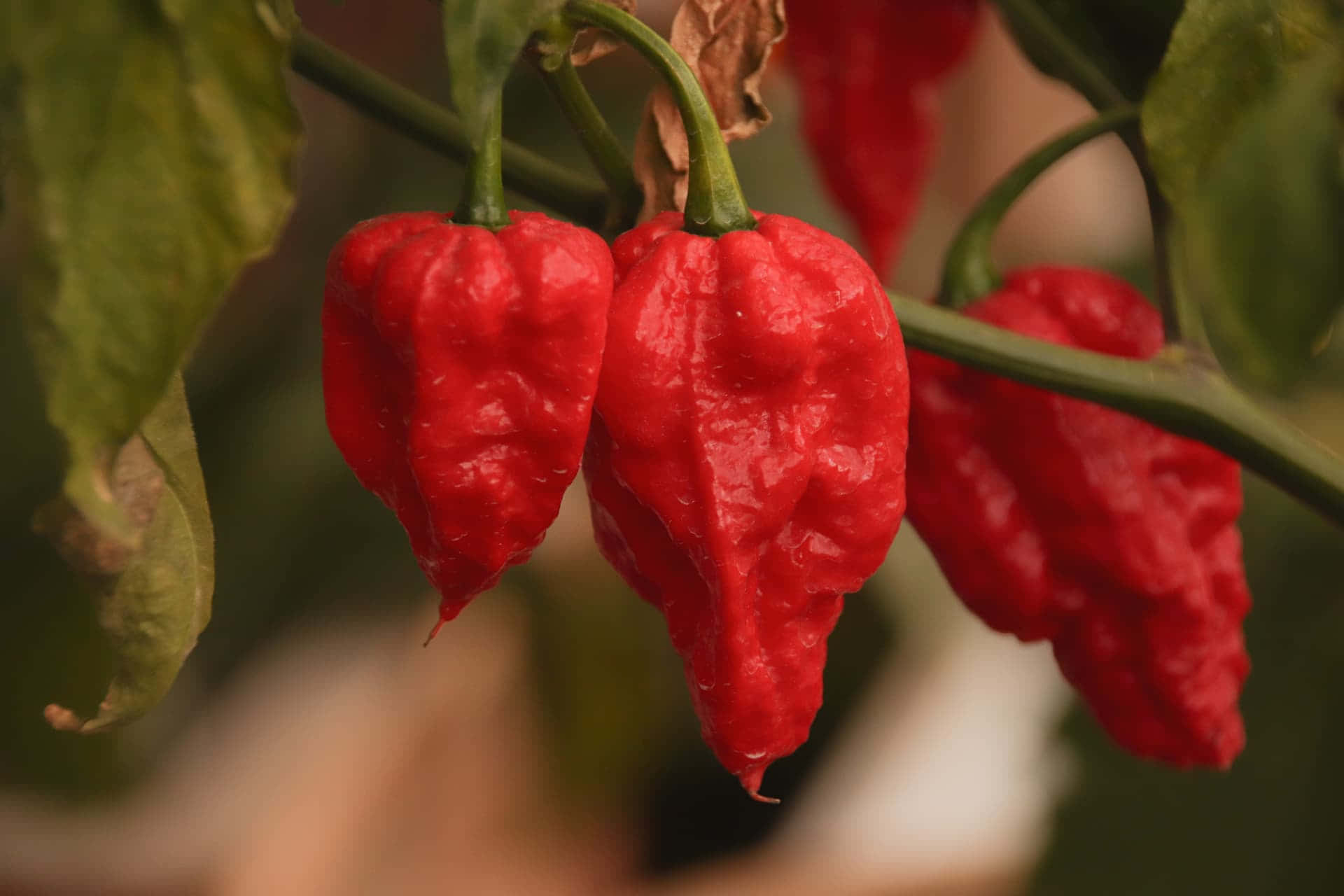 Ghost Pepper 桌布 壁紙 — 鮮紅色的哈瓦那辣椒成熟且帶皺紋地掛在綠色藤蔓上，背景是模糊的葉子。