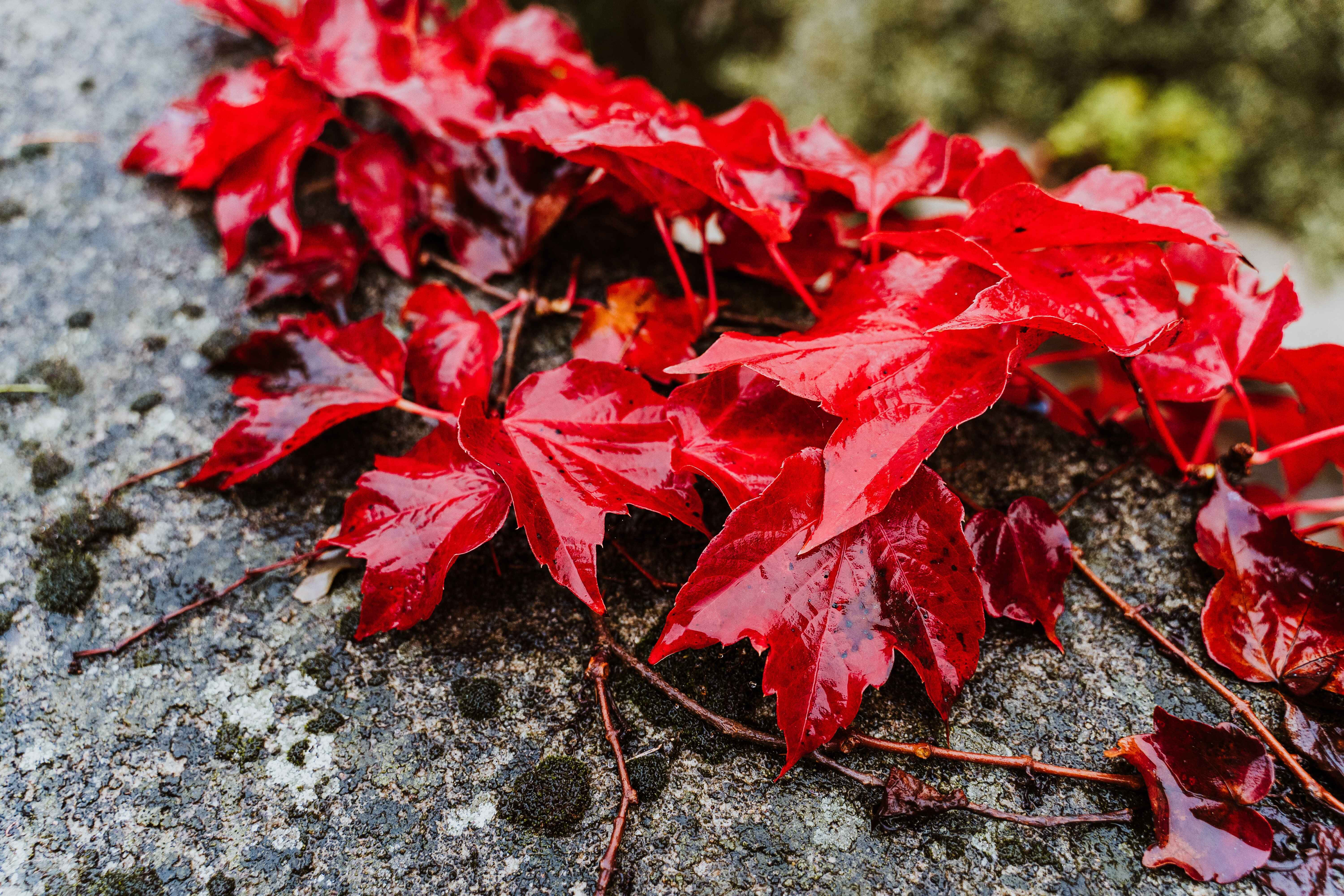 Fall Rain 桌布 壁紙 — 鮮紅色的常春藤葉在帶有紋理的灰色石頭表面上閃爍著露珠。