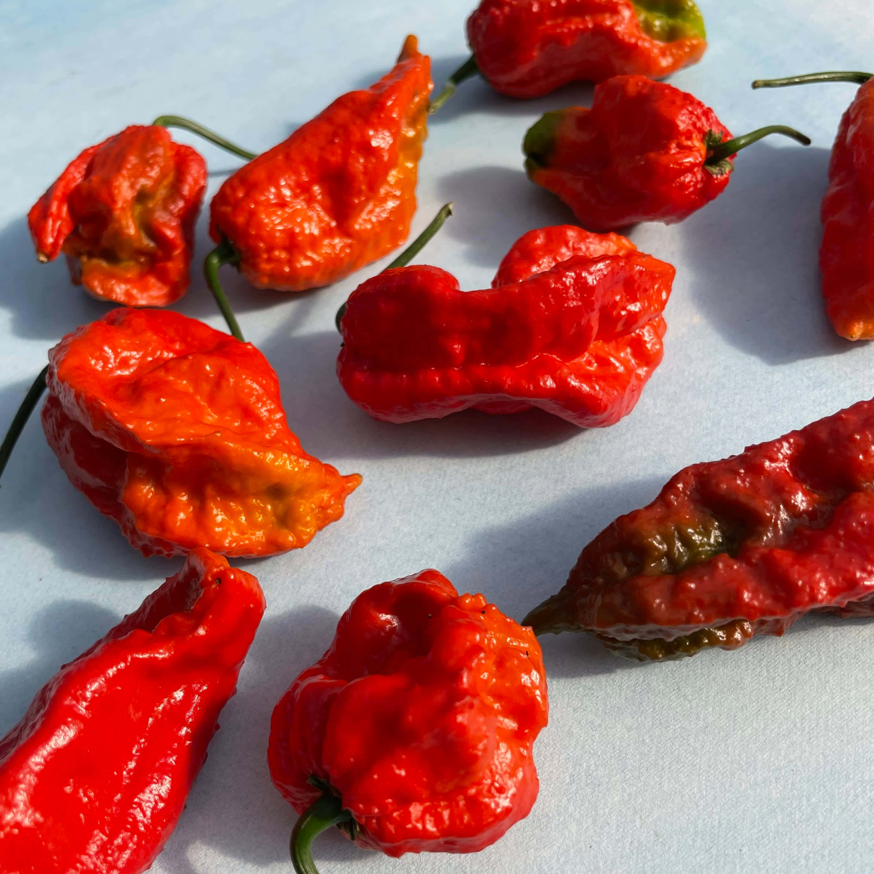 Ghost Pepper 桌布 壁紙 — 鮮紅色皺皮哈瓦那辣椒散落在淺藍色表面上，在明亮光線下。