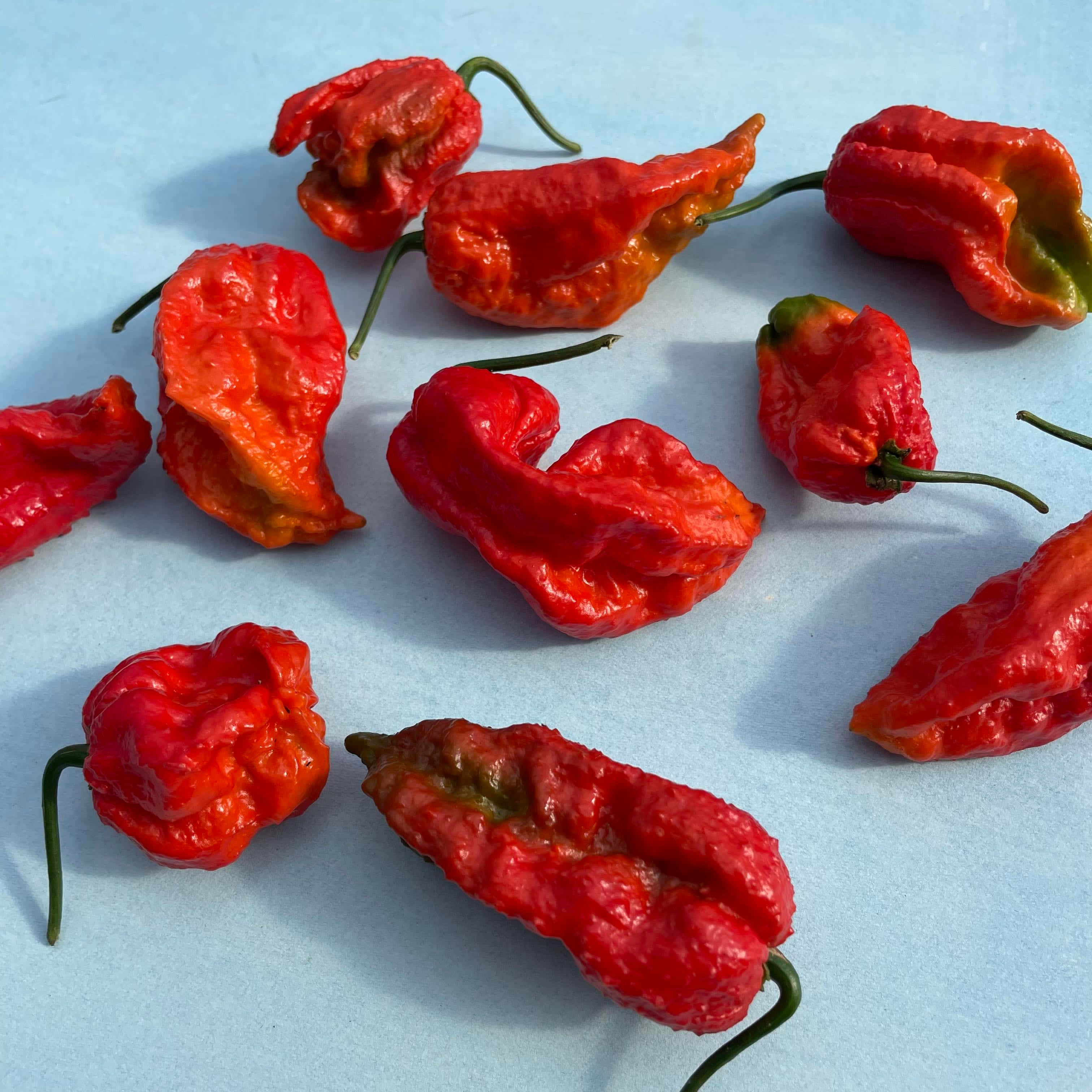 Ghost Pepper 桌布 壁紙 — 鮮紅色皺紋哈瓦那辣椒，帶綠色莖，散落在淡藍色表面上。