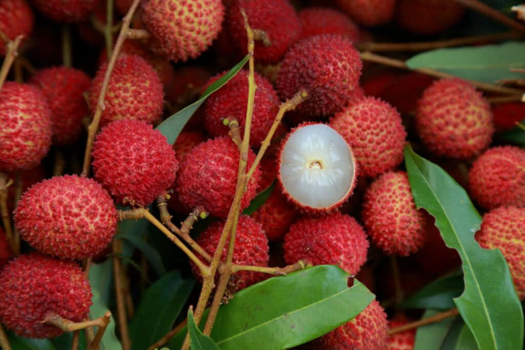 Red Fruit 桌布 壁紙 — 鮮紅色荔枝嘅特寫，其中一粒剝咗皮，露出半透明嘅白色果肉，被綠葉包圍。