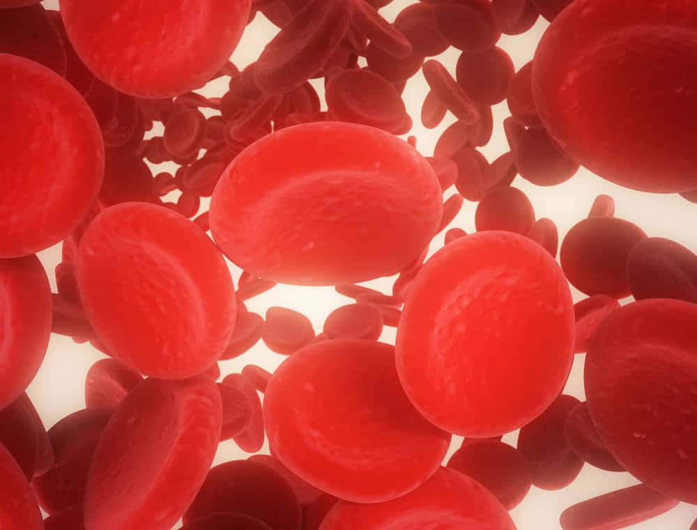 Red Blood Cells 桌布 壁紙 — 鮮紅色血球在明亮白色血管內部流動的特寫視圖。