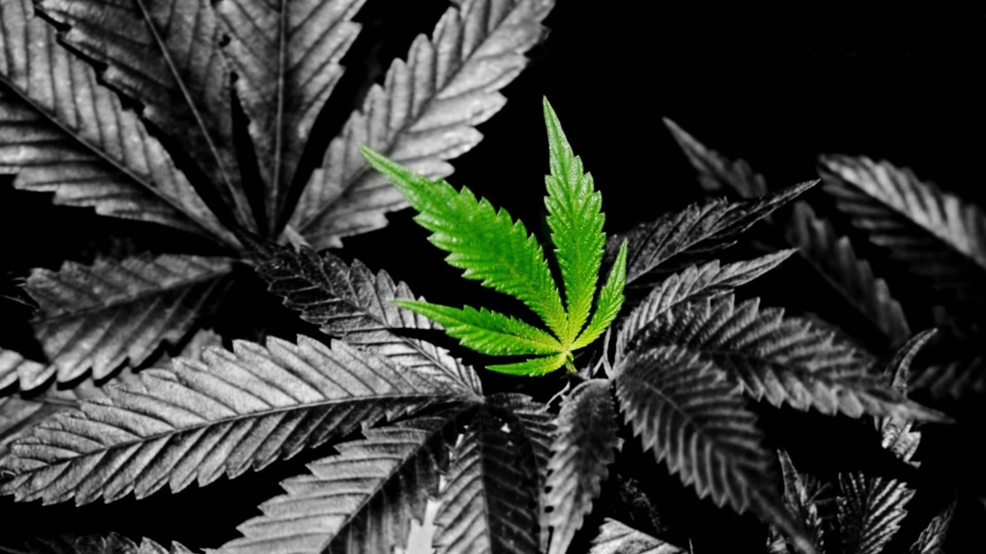 一片綠色大麻葉在黑白葉片中凸顯。