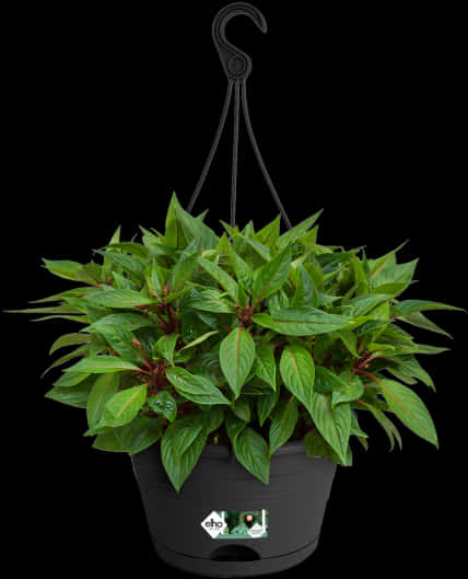 鮮綠懸掛植物黑底圖 壁紙 — 一盆茂盛的綠色懸掛植物，放在帶掛鉤的黑色花盆中，背景為純黑色。