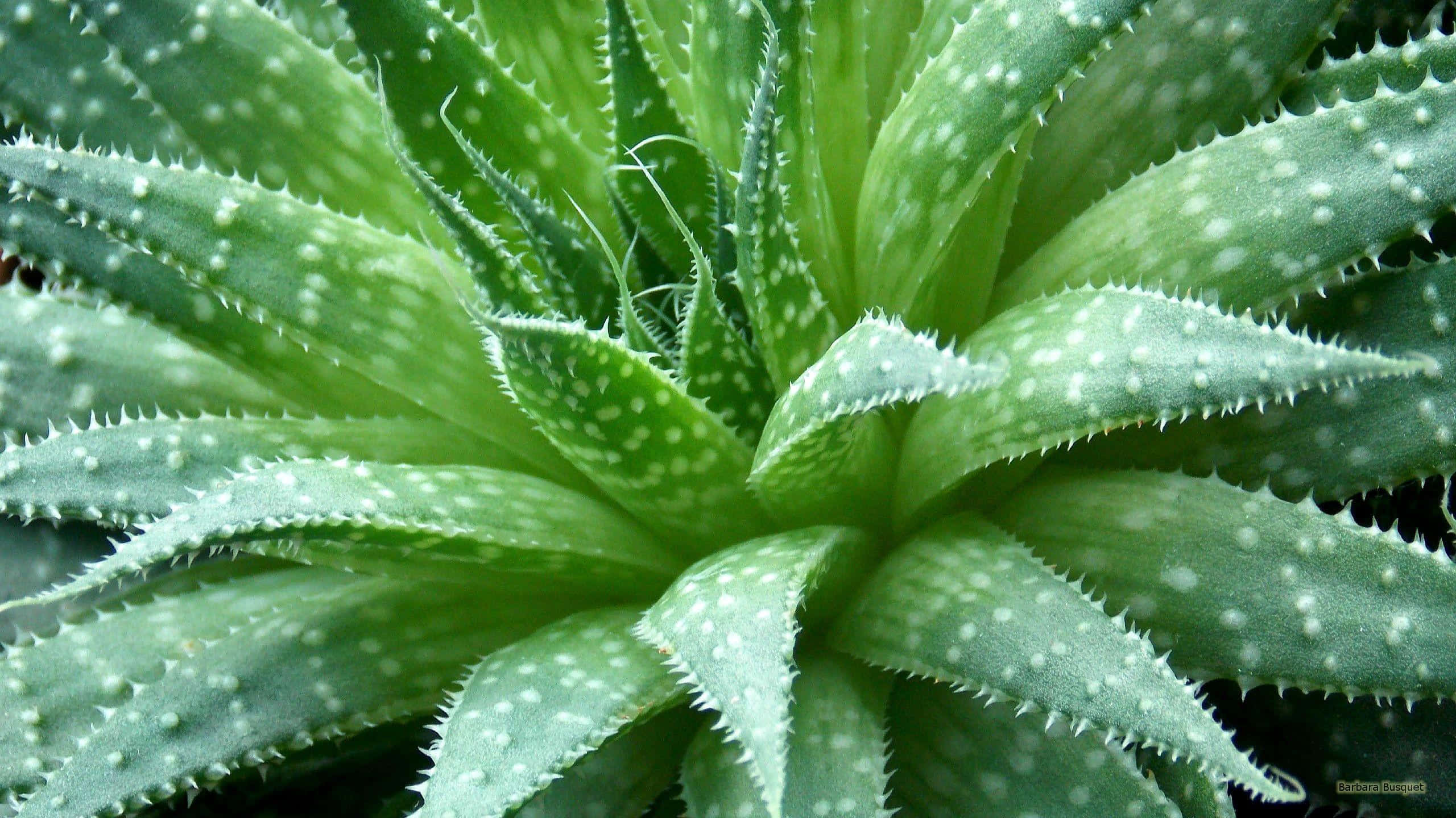 Aloe Vera 桌布 壁紙 — 鮮綠色多肉植物的特寫，帶有鋸齒狀葉片和從中心放射出的白色斑點。