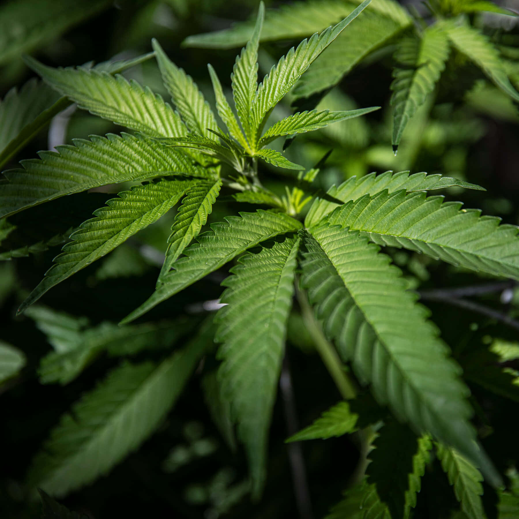 大麻 桌布 壁紙 — 鮮綠色大麻葉的特寫，邊緣呈鋸齒狀，葉脈清晰可見，背景為模糊的自然景色。