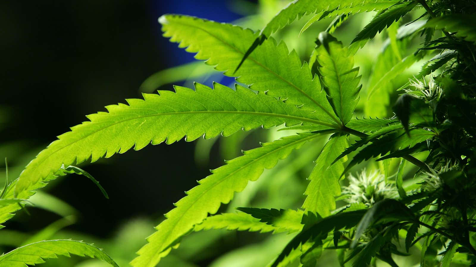大麻 桌布 壁紙 — 鮮綠色的大麻葉片帶有鋸齒狀邊緣，在明亮的陽光下沐浴，背景為深色模糊。