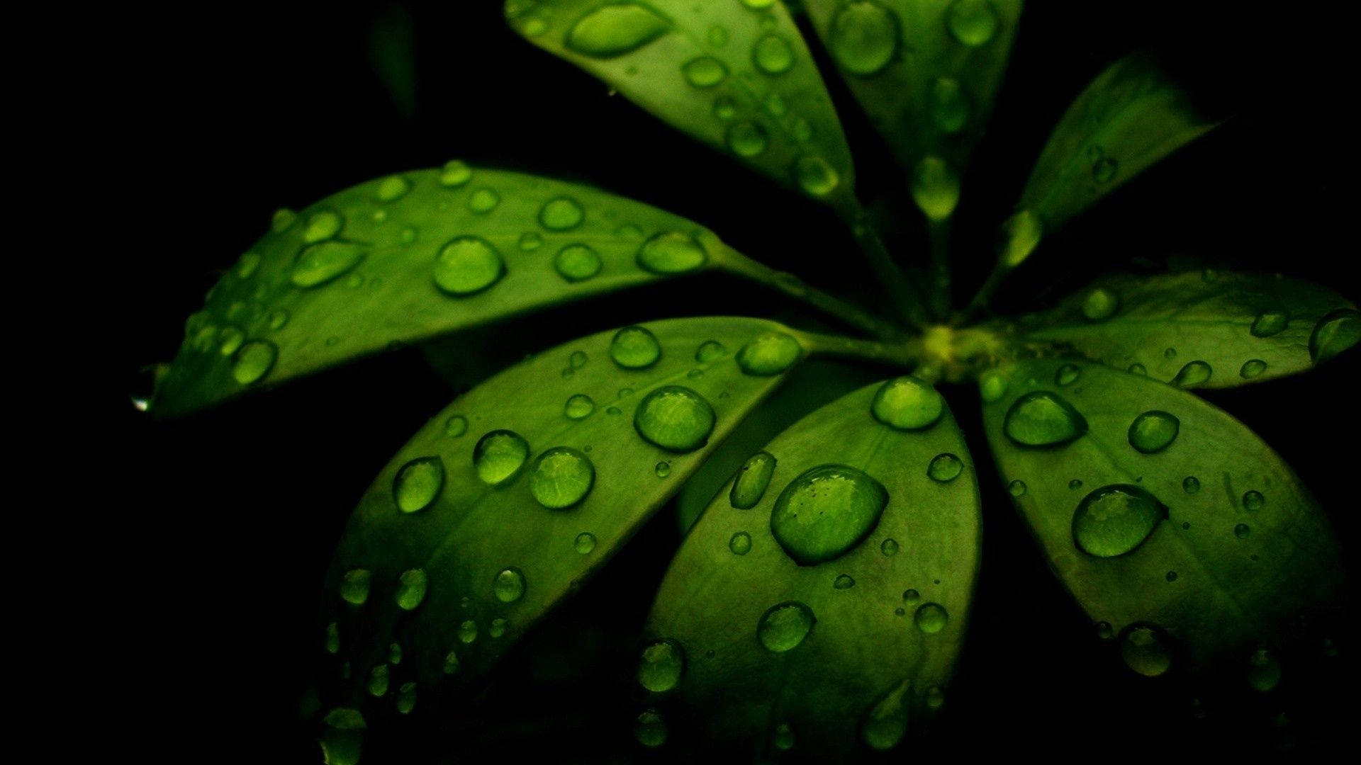 Green Leaves 桌布 壁紙 — 鮮綠色葉片嘅特寫，上面有閃爍嘅水珠，背景係純黑色。
