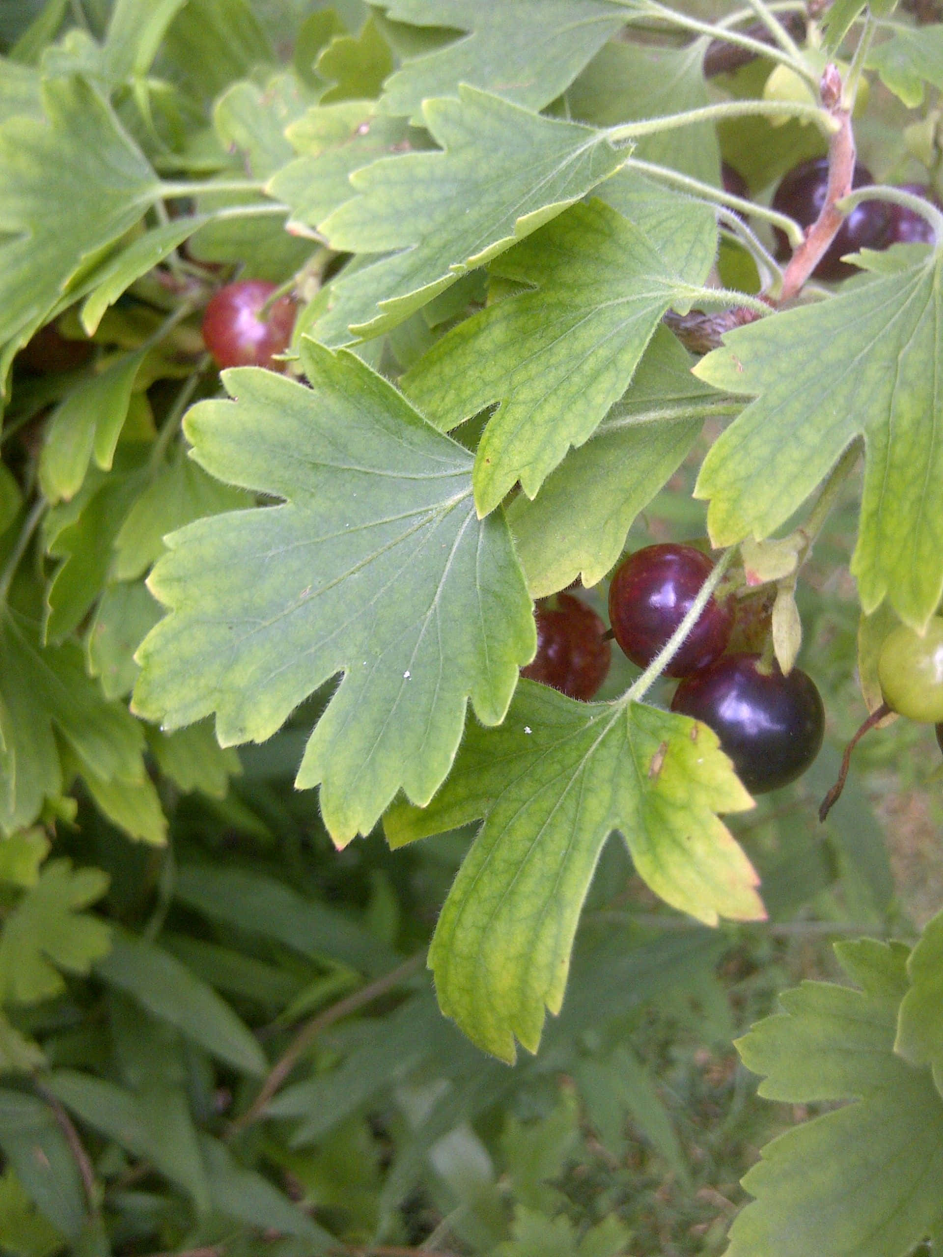 Black Currant 桌布 壁紙 — 鮮綠色鵝莓葉的特寫，其間點綴著飽滿的深紅色和紫色漿果。