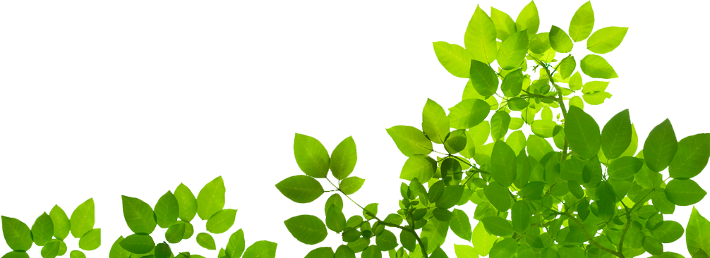 鮮綠葉片透明背景 壁紙 — 充滿活力的綠色葉片以對角線方式傾瀉在純白背景上，形成大膽的圖形構圖。
