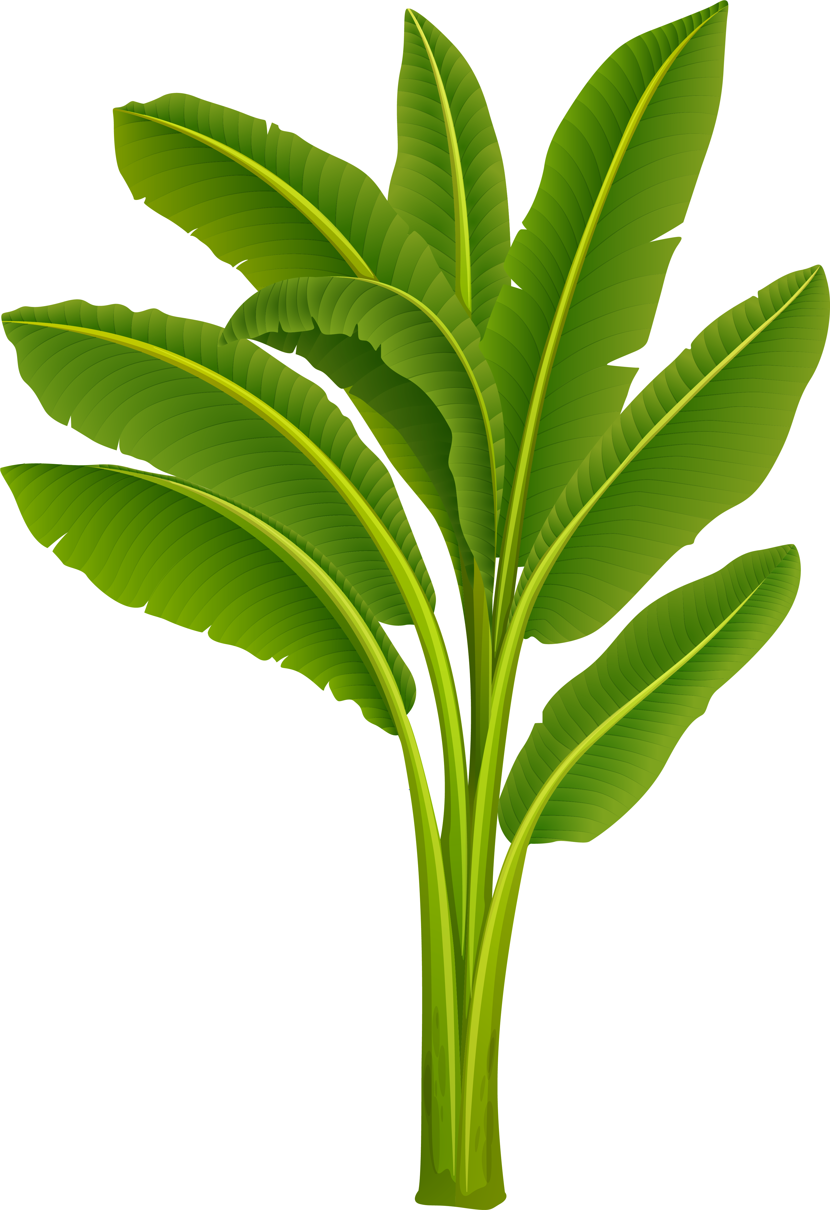 鮮綠香蕉葉 壁紙 — 充滿活力的綠色香蕉植物，粗壯的莖上長出大片有光澤的葉子，襯托在純黑色背景上。
