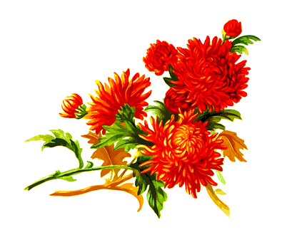 鮮艷橙色菊花花卉藝術 壁紙