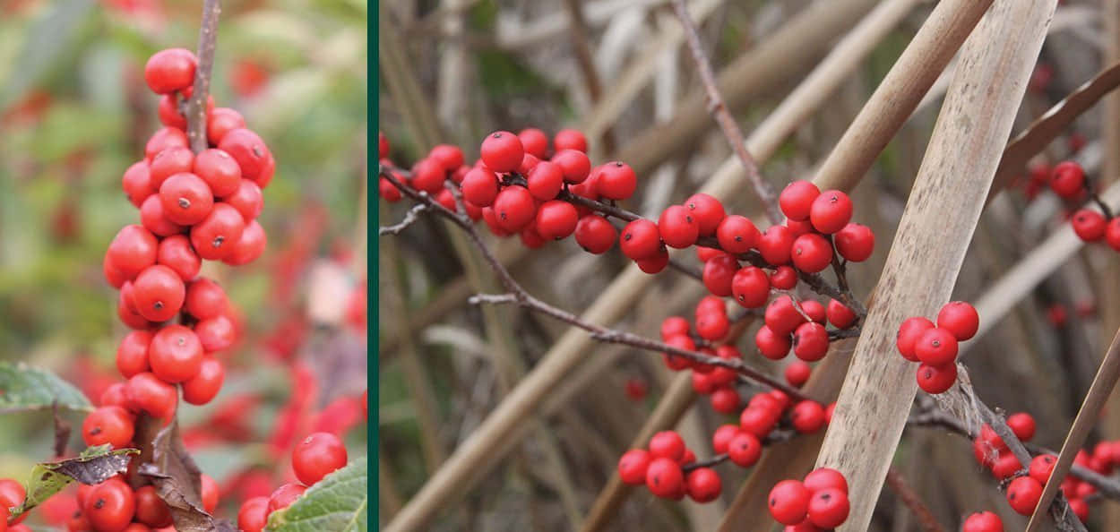 Red Fruit 桌布 壁紙 — 鮮豔光澤的紅色漿果簇密集地掛在纖細的樹枝上，背景是柔和模糊的自然景色。