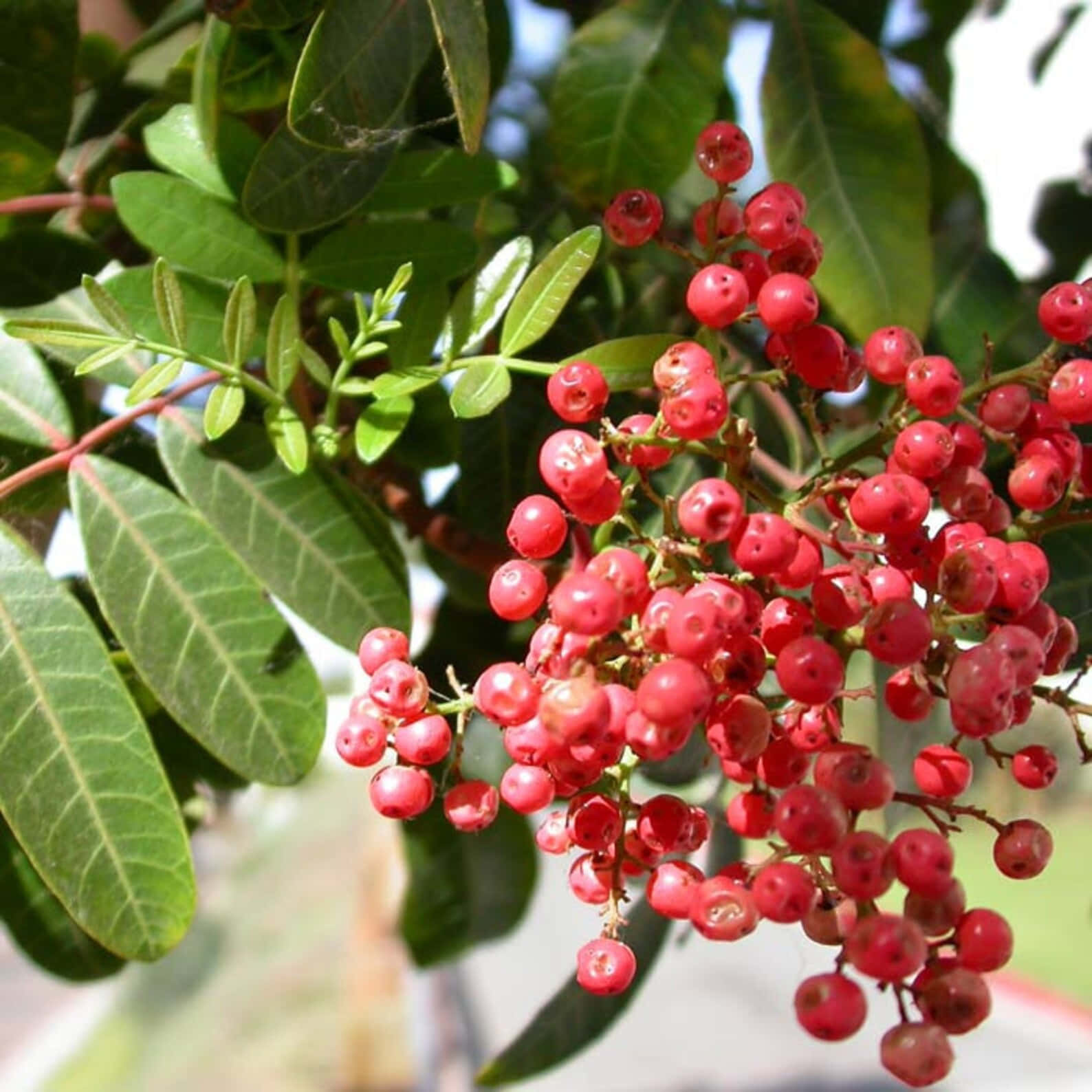 Pink Peppercorn 桌布 壁紙 — 鮮豔光澤的紅色漿果簇懸掛在茂盛的綠葉下，沐浴在明亮的陽光中。