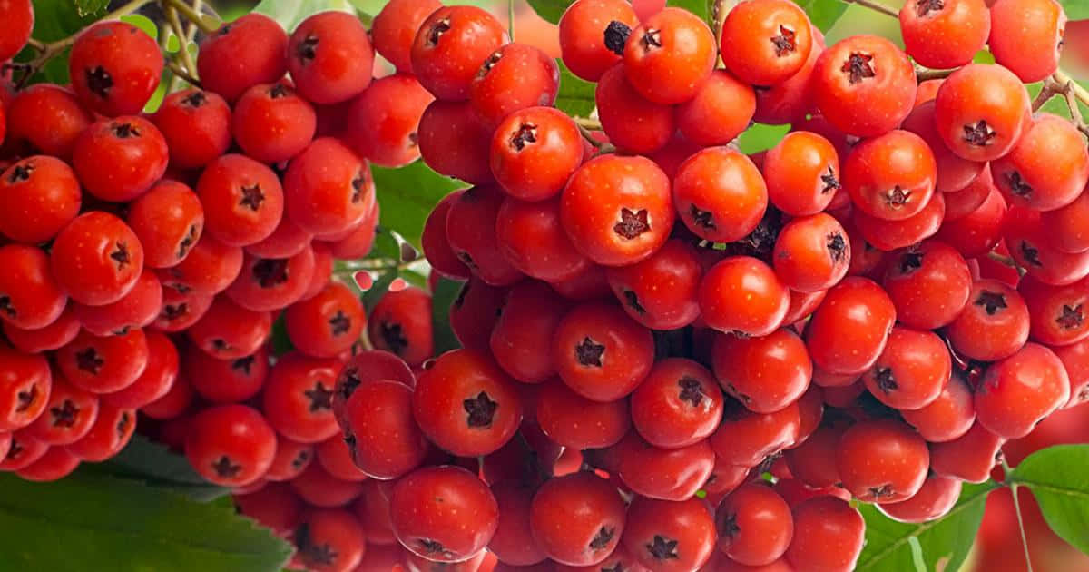 Red Fruit 桌布 壁紙 — 鮮豔光澤的紅色花楸果串在露水中閃閃發光，襯托著茂密的綠葉，呈現自然特寫鏡頭。