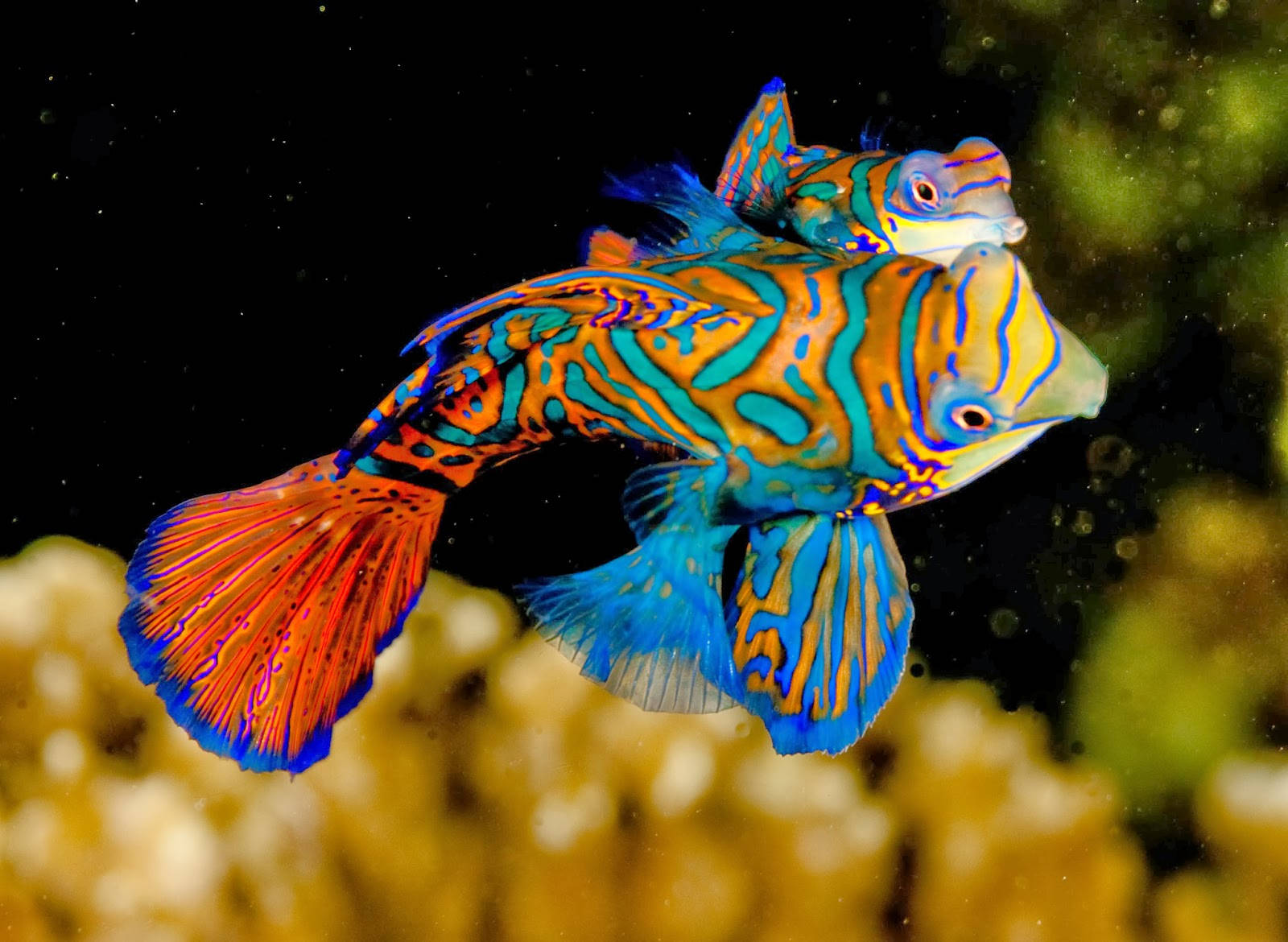 鮮豔冷酷魚 壁紙 — 兩條色彩鮮豔的官服魚在深色背景和下方模糊的珊瑚旁緊密地游在一起。