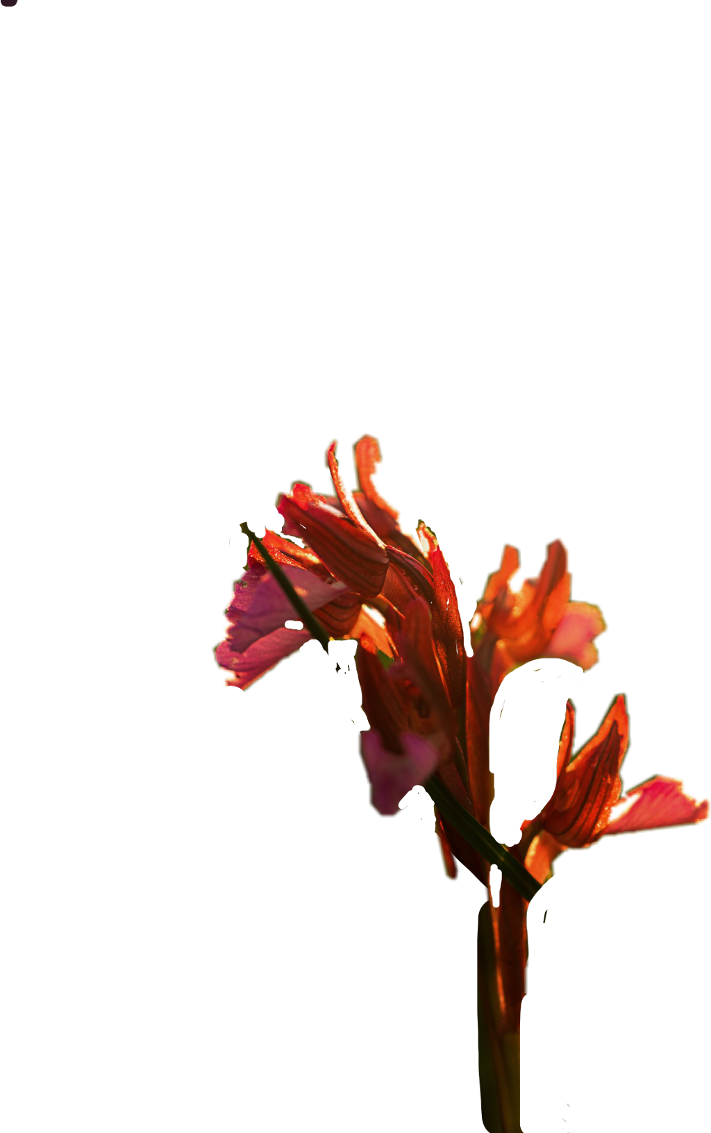 鮮豔劍蘭對比青綠背景 壁紙 — 一朵鮮豔的粉紅色和橙色花朵在純黑色背景上綻放，帶有戲劇性的背光效果。