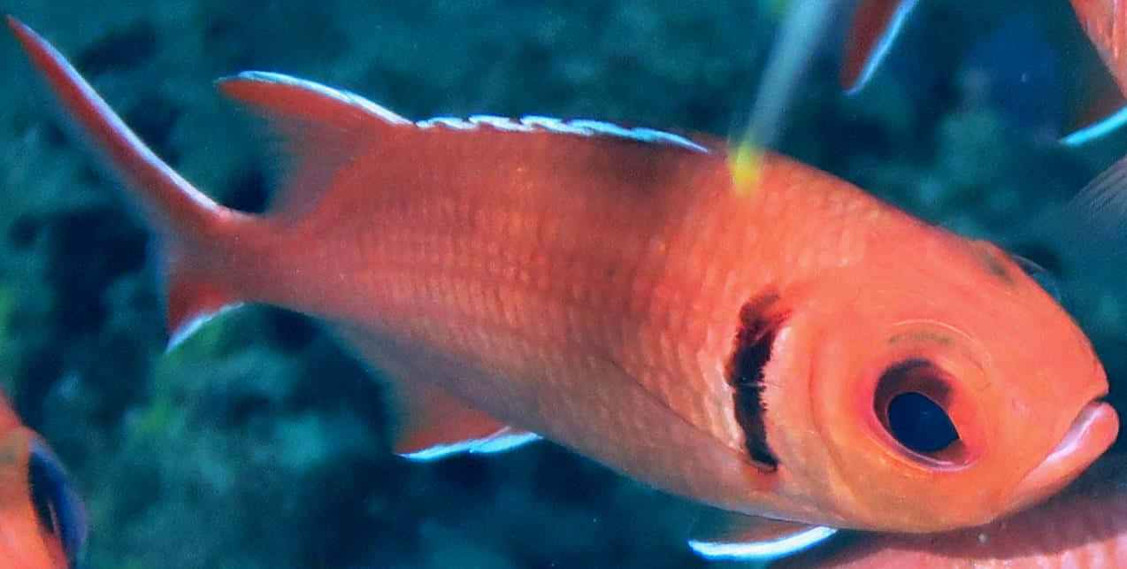鮮豔士兵魚水下特寫 壁紙 — 鮮豔的橙色魚，帶有白色邊緣的鰭，優雅地游過模糊的藍綠色珊瑚礁。
