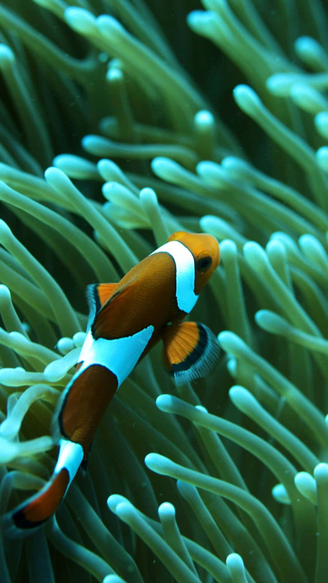 小丑魚依偎在綠色海葵中水下