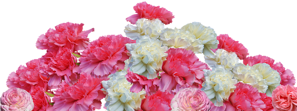 鮮豔康乃馨花束 壁紙 — 一束鮮豔的粉紅色和白色康乃馨，花瓣層層疊疊，襯托在純黑色背景上。